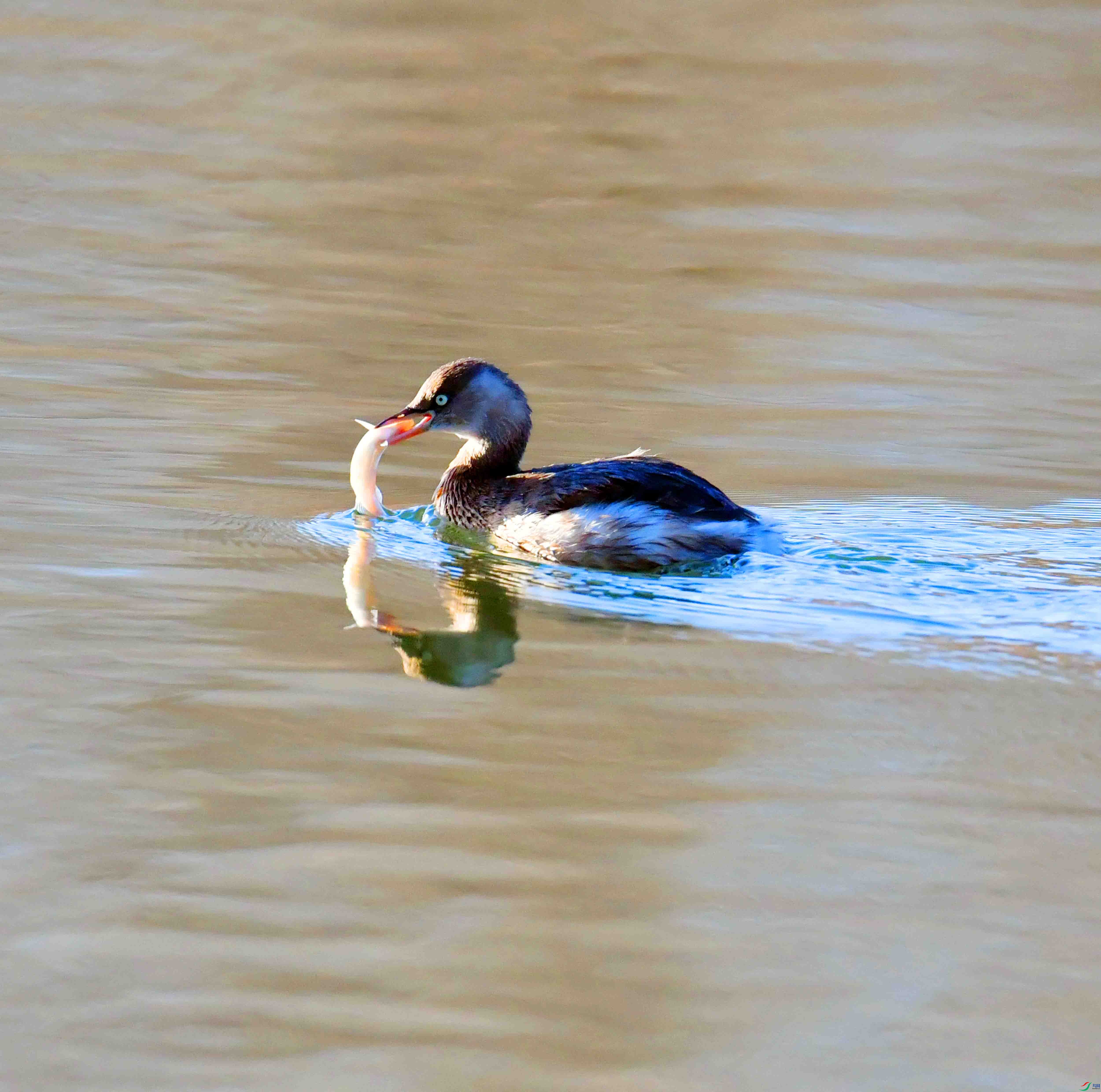 DSC_9957.JPG