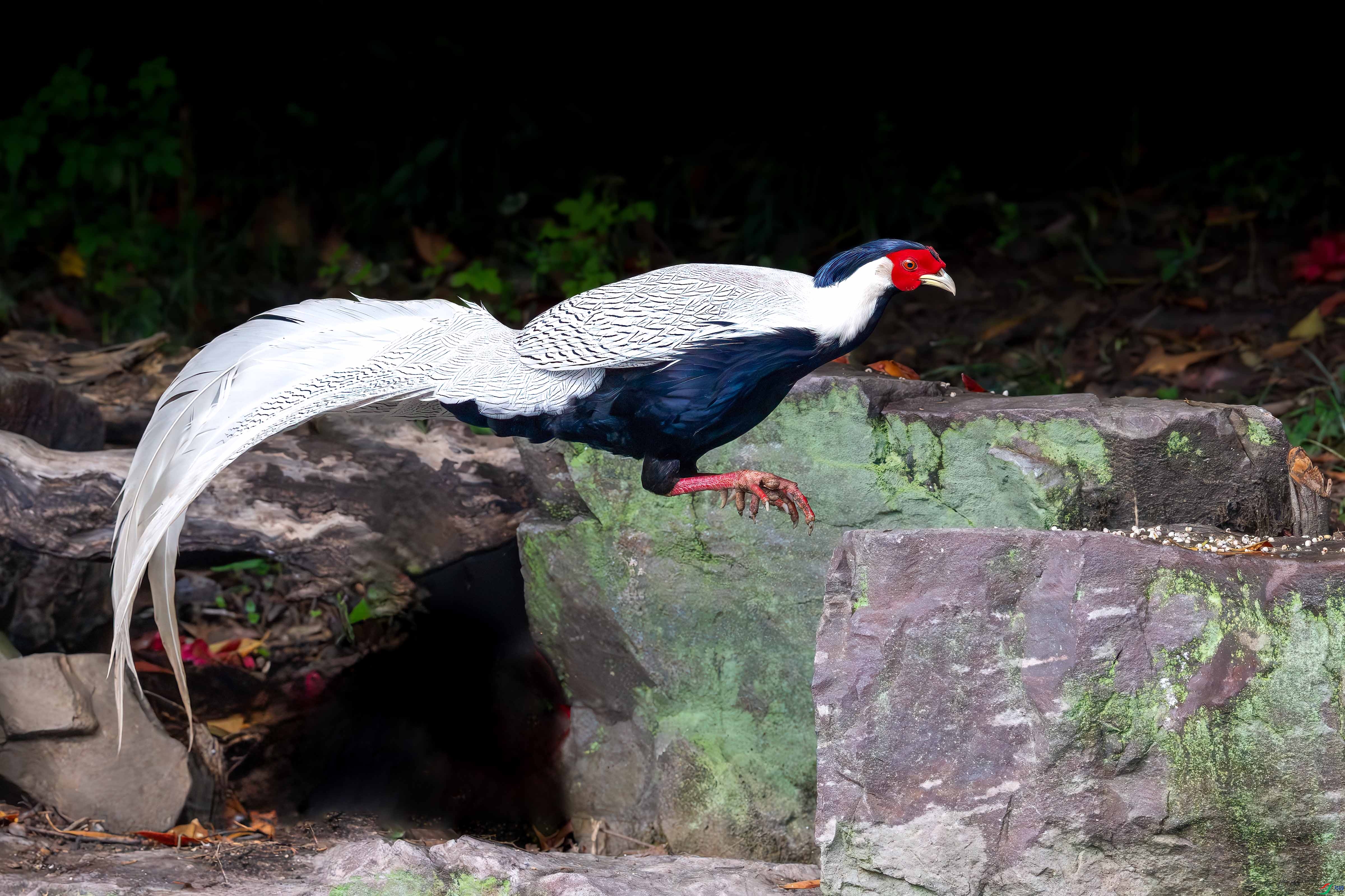 _DSC0484.jpg