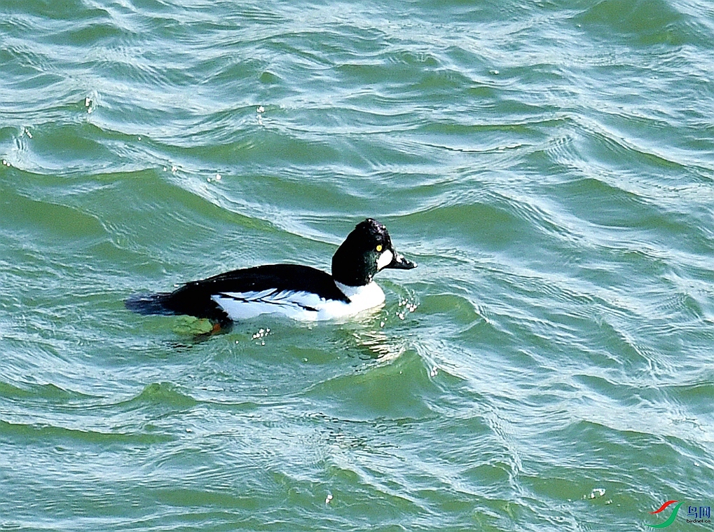 DSC_4599.jpg