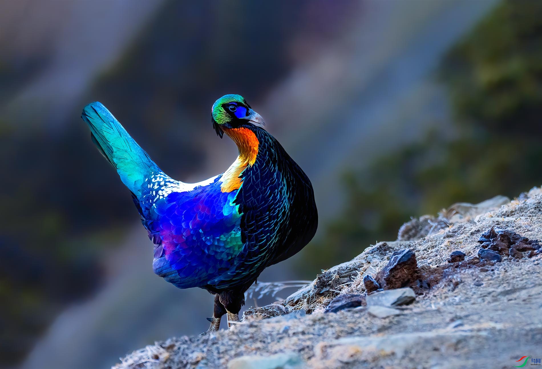 ��ԭѰ�磬������β�����ľ����绪