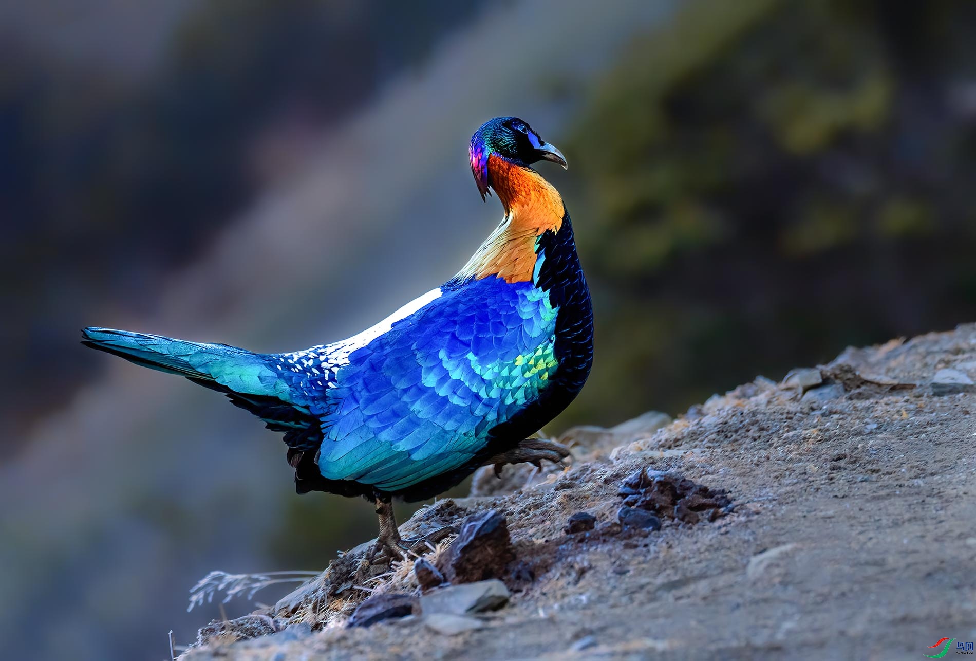 ��ԭѰ�磬������β�����ľ����绪