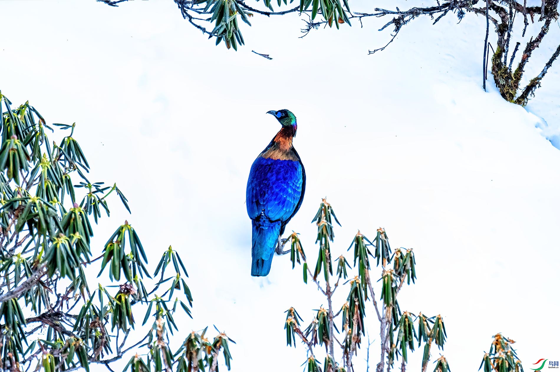 ��ԭѰ�磬������β�����ľ����绪