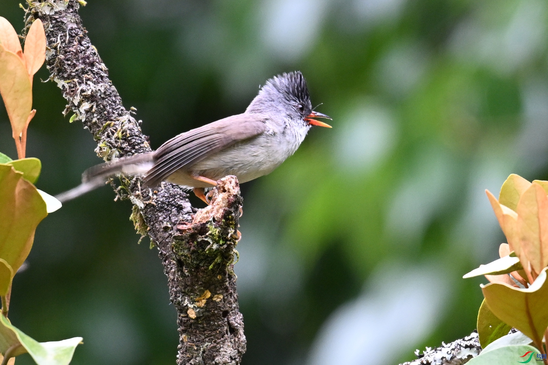 DSC_3297.JPG