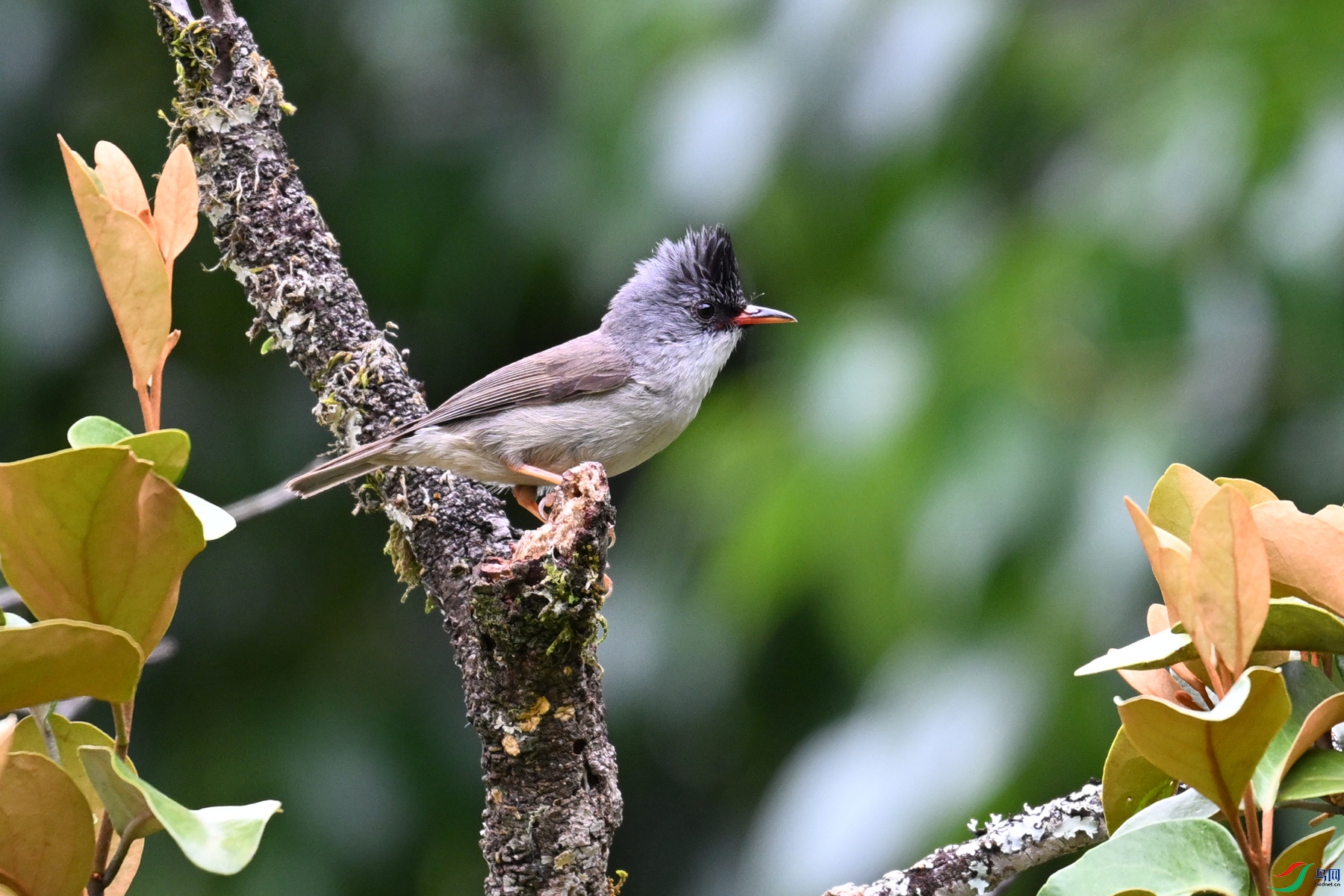 DSC_3295.JPG
