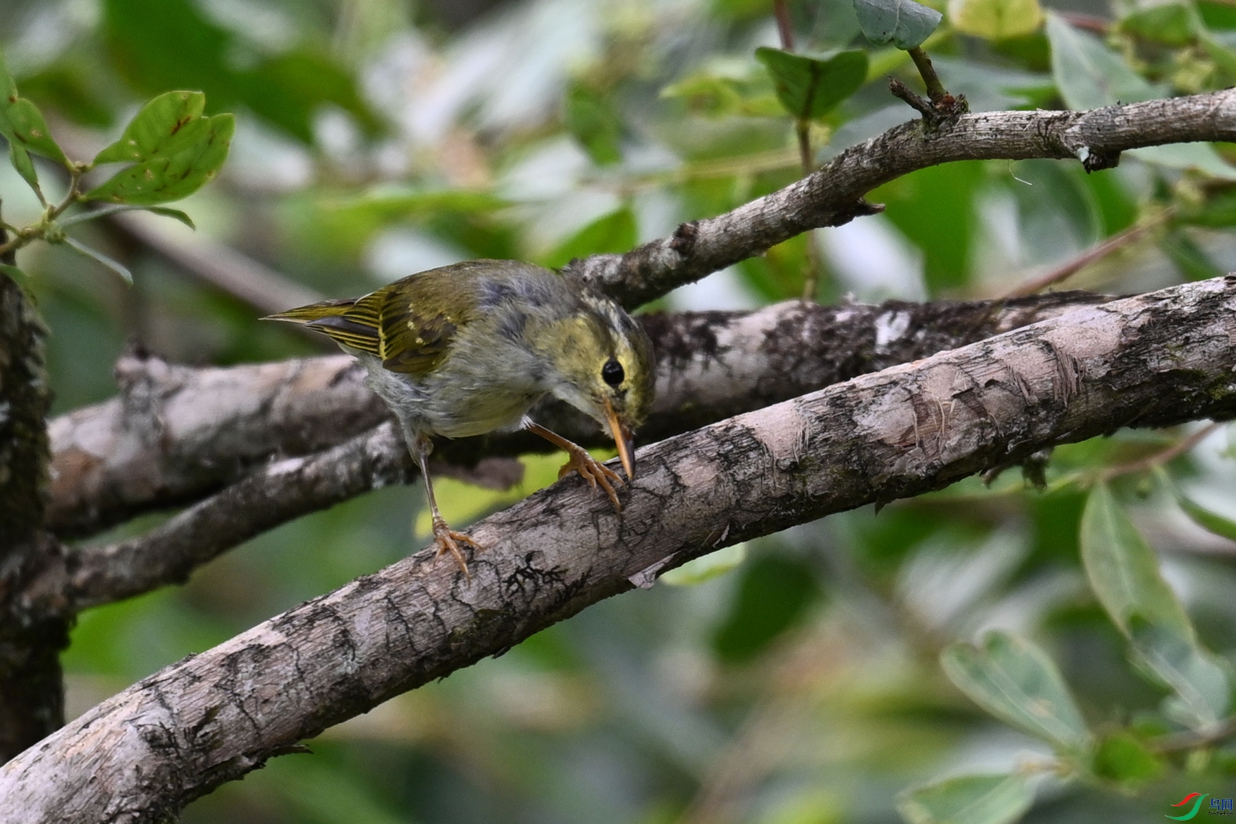 DSC_3332.JPG