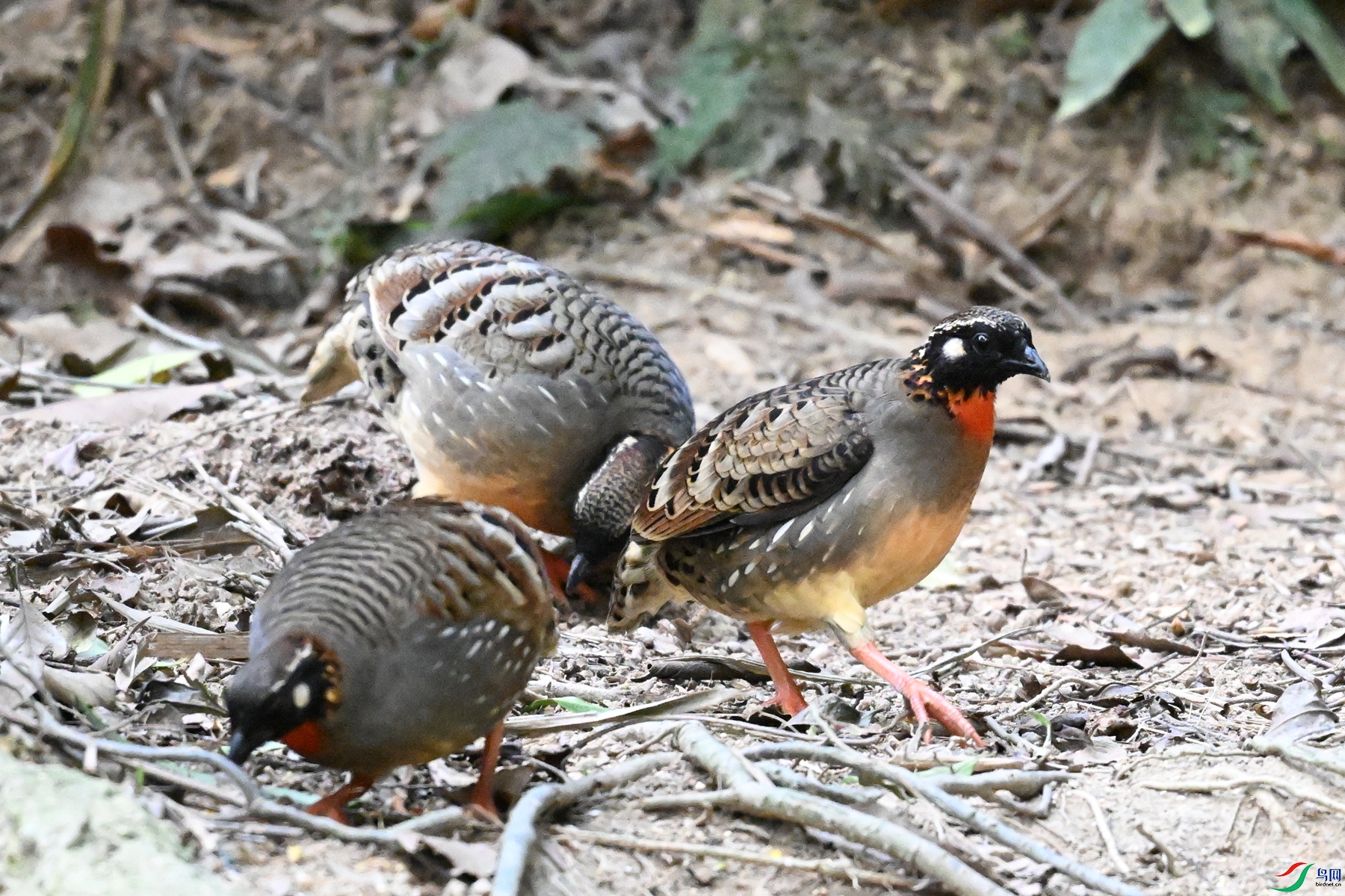 DSC_7348.JPG