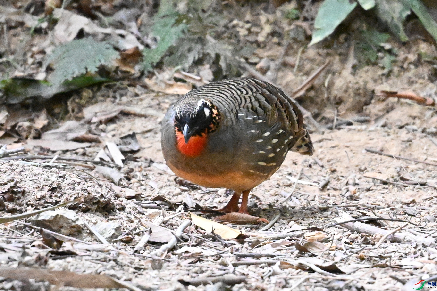 DSC_7286.JPG