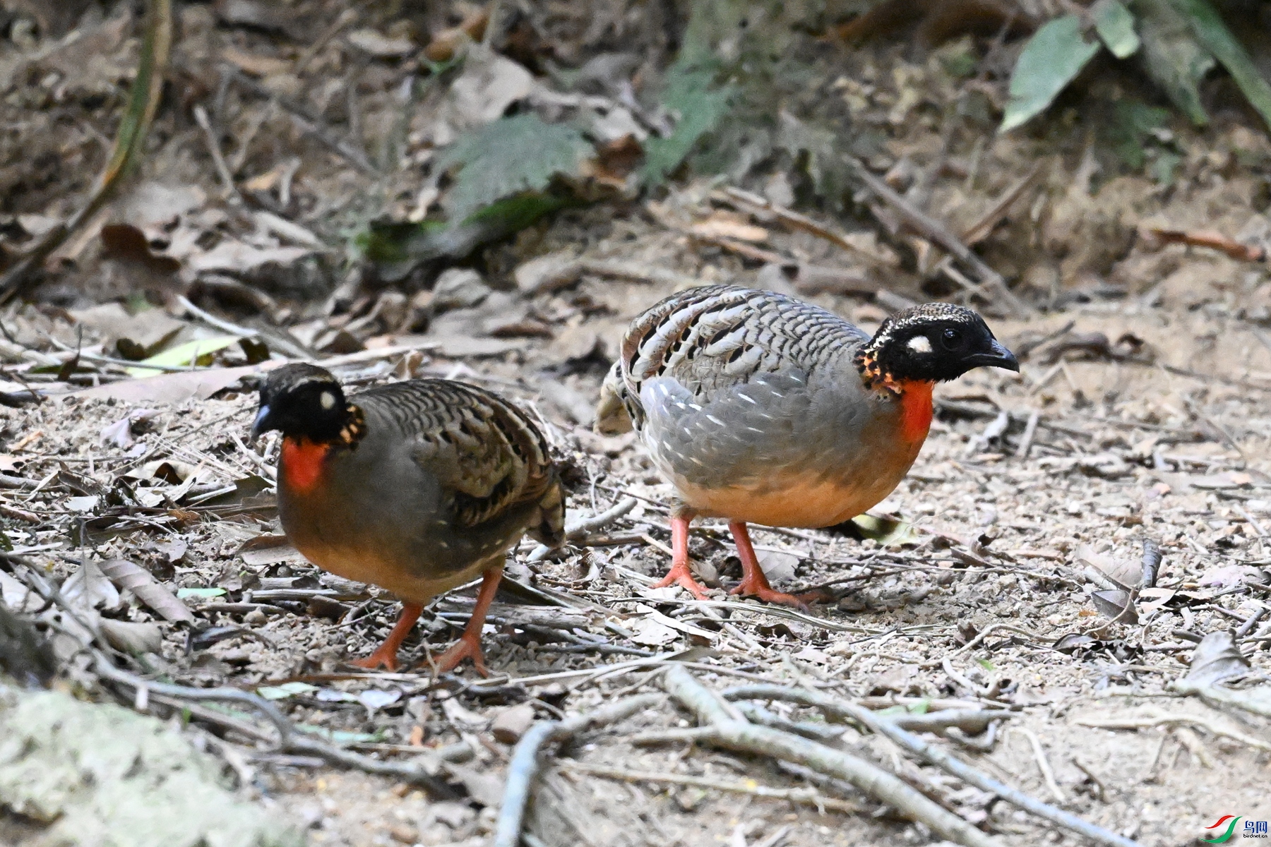 DSC_7357.JPG