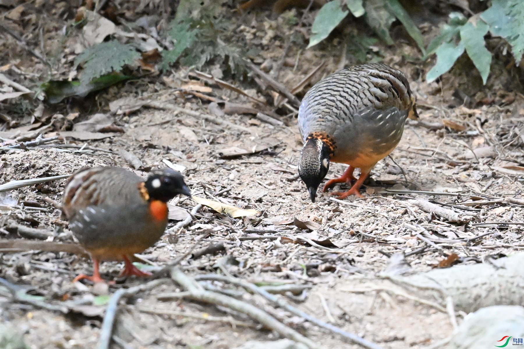 DSC_7310.JPG