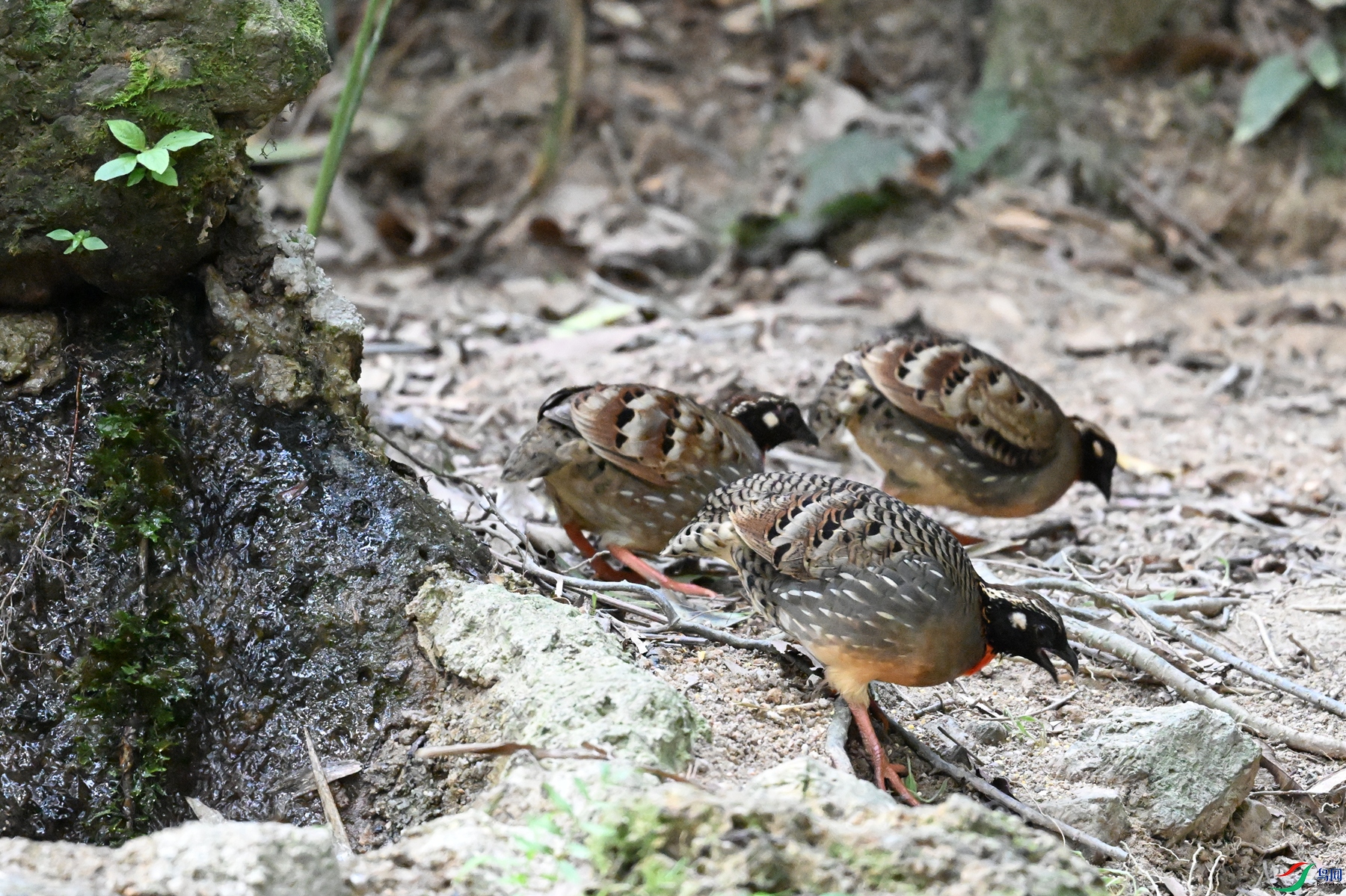 DSC_7347.JPG