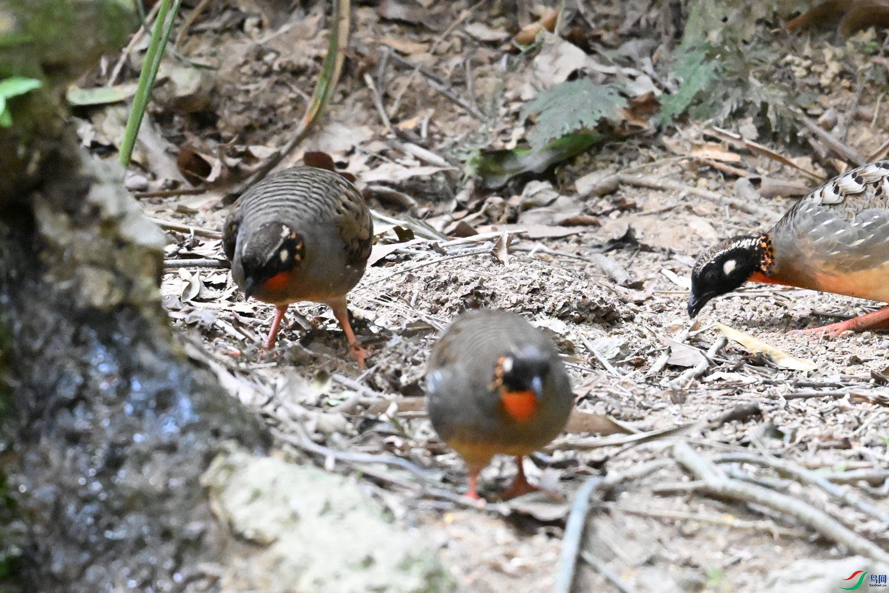 DSC_7334.JPG