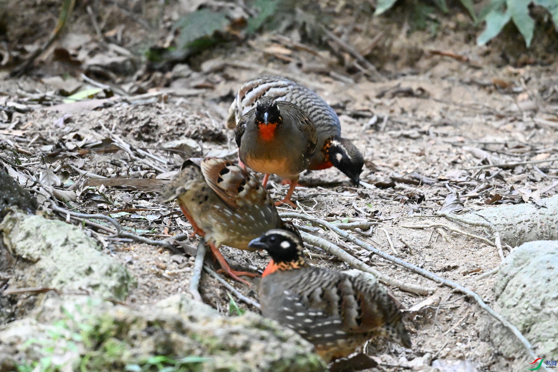 DSC_7351.JPG