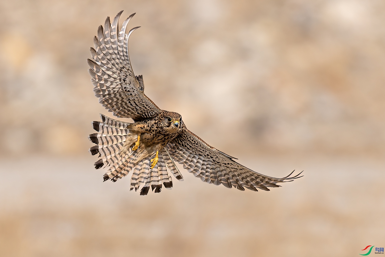 _P4A7130-DxO_DeepPRIME 3.jpg