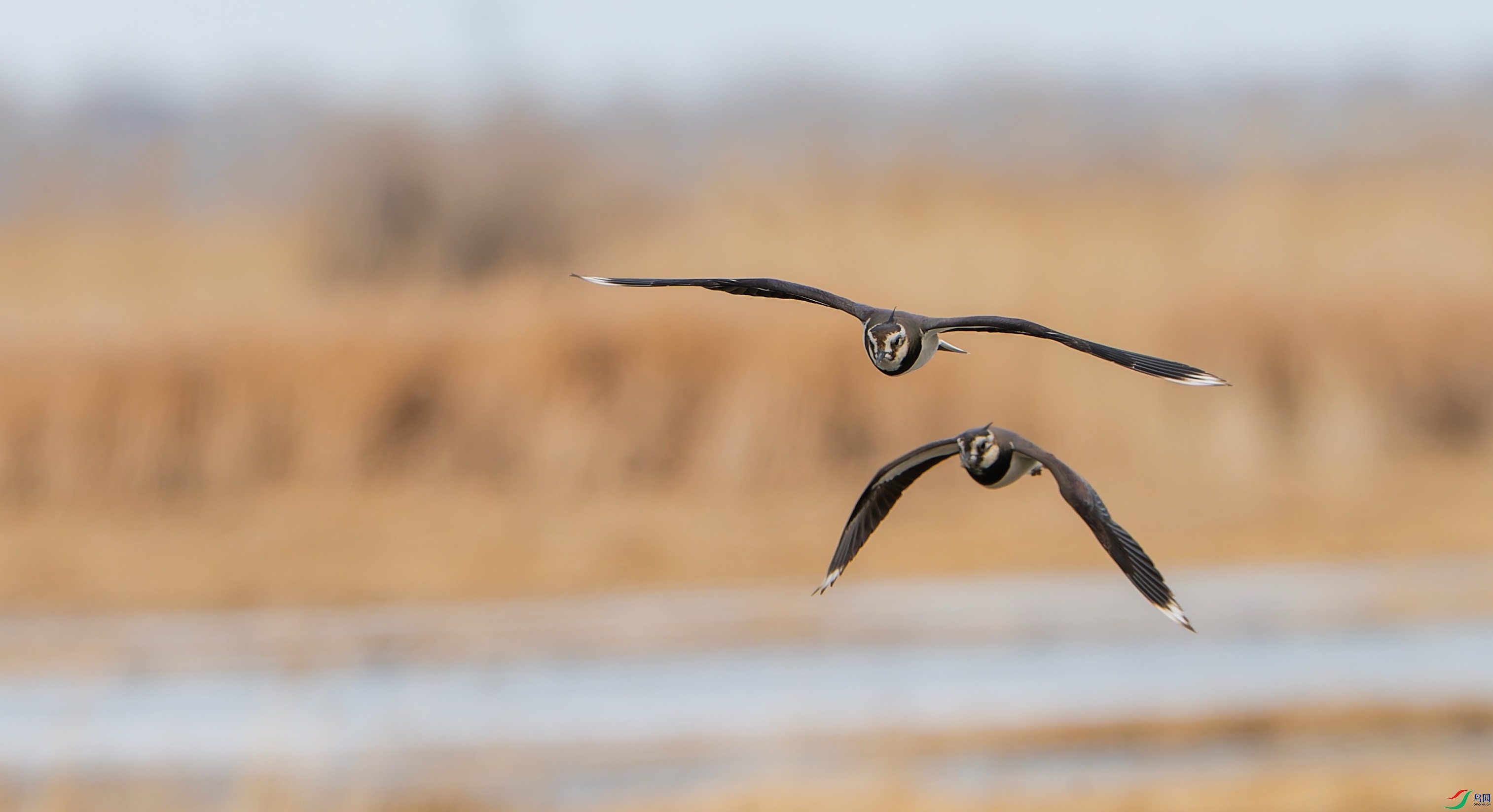 DSC_4839-DxO_DeepPRIME XD2s_1774943090.jpeg