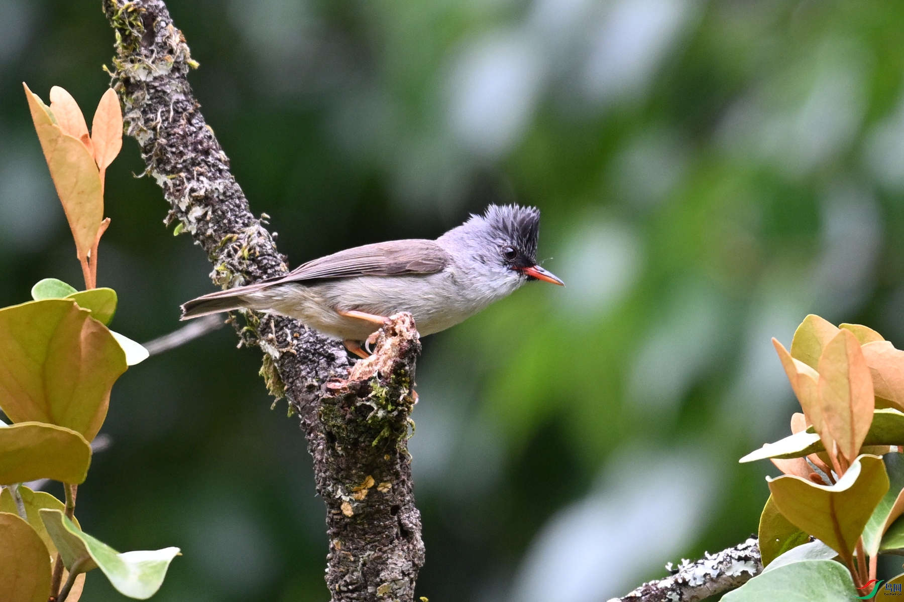 DSC_3300.JPG