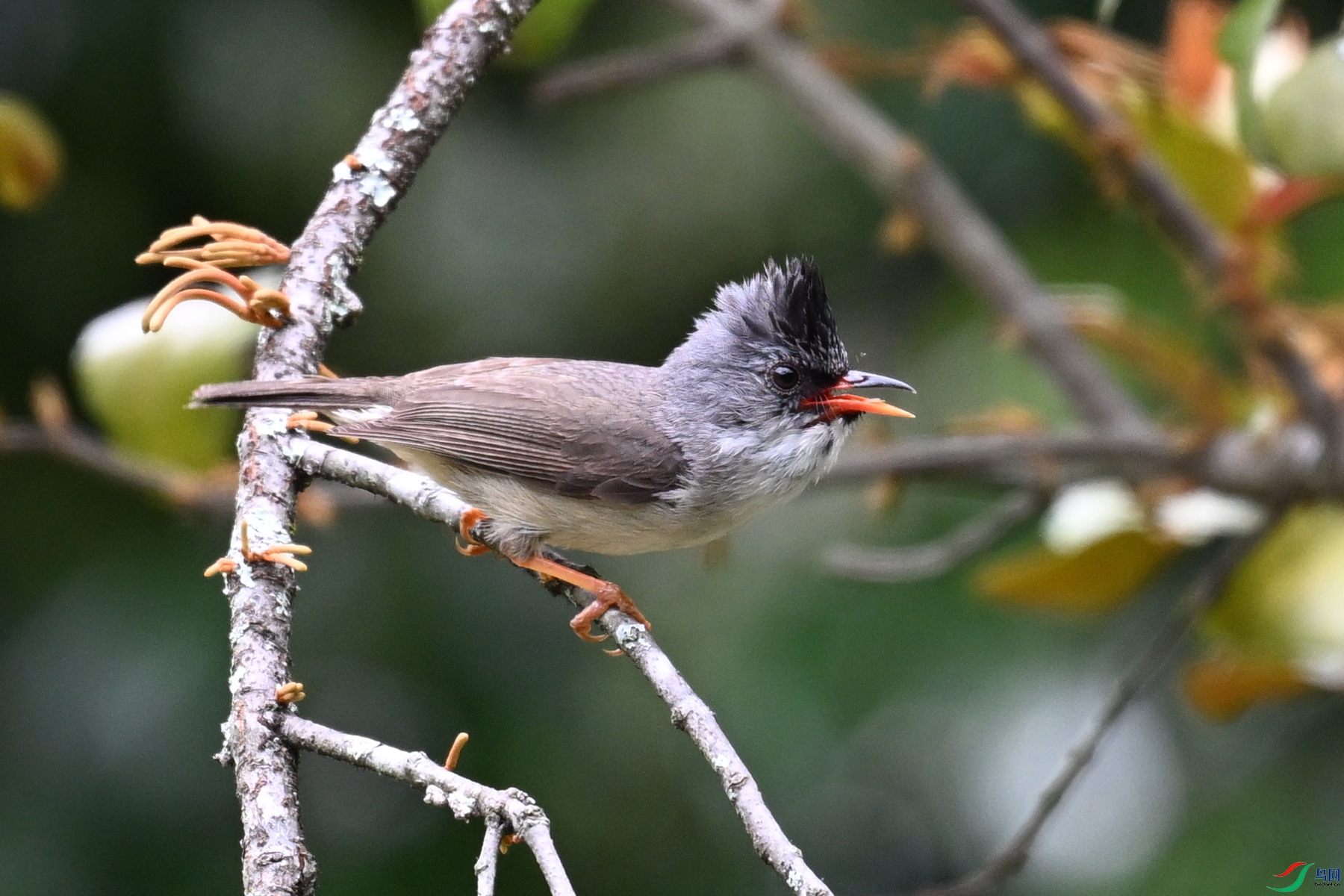 DSC_3290.JPG