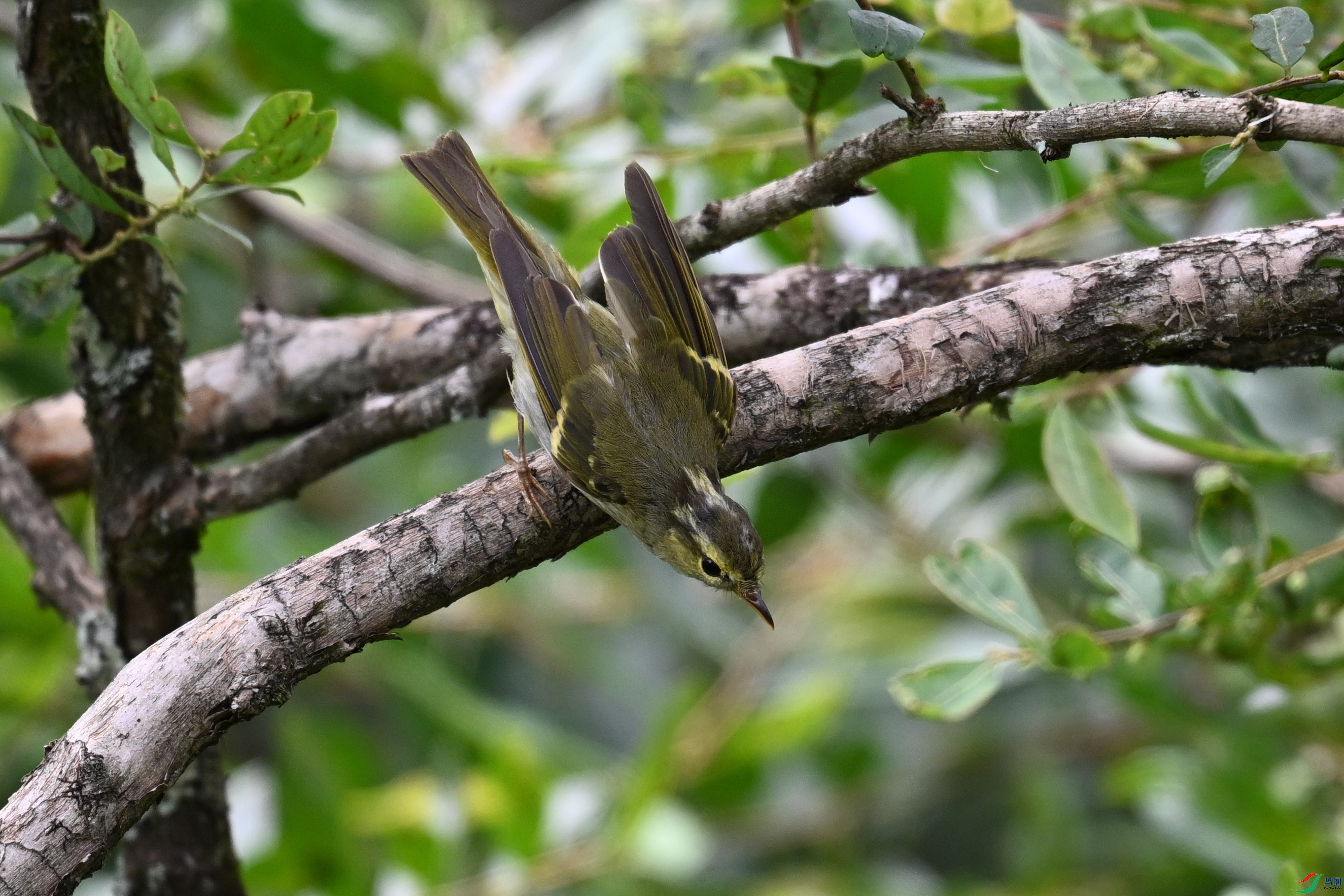 DSC_3335.JPG