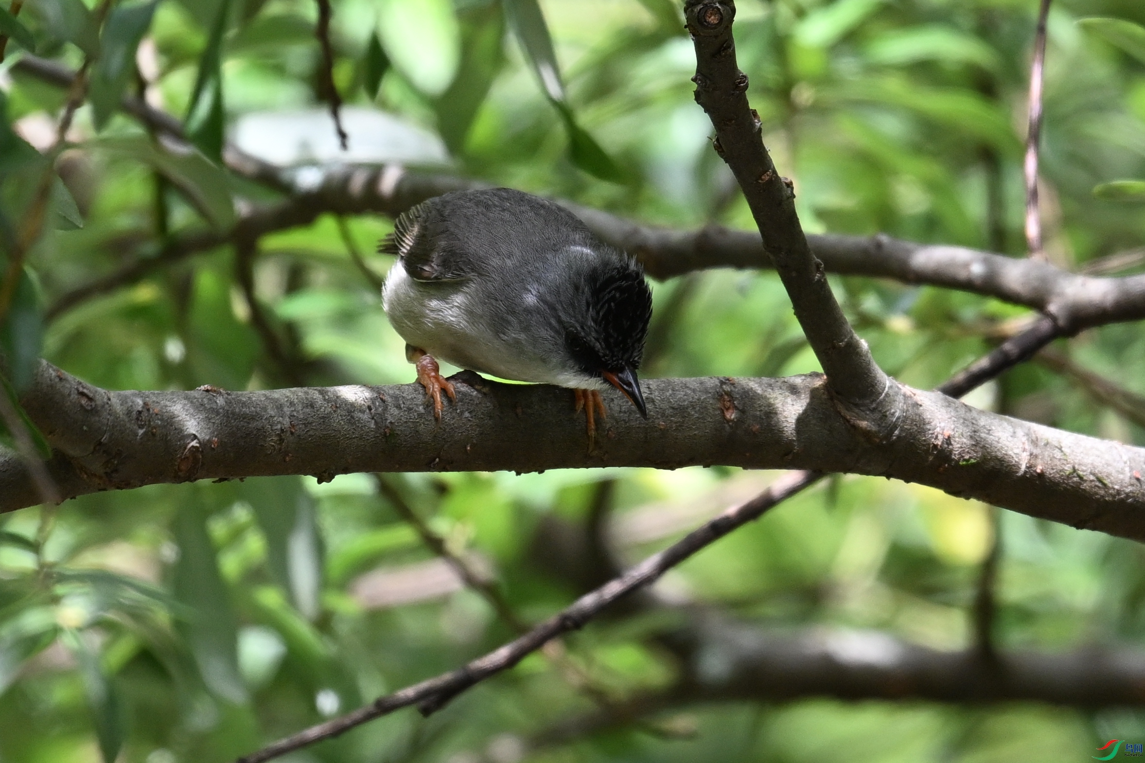 DSC_3346.JPG