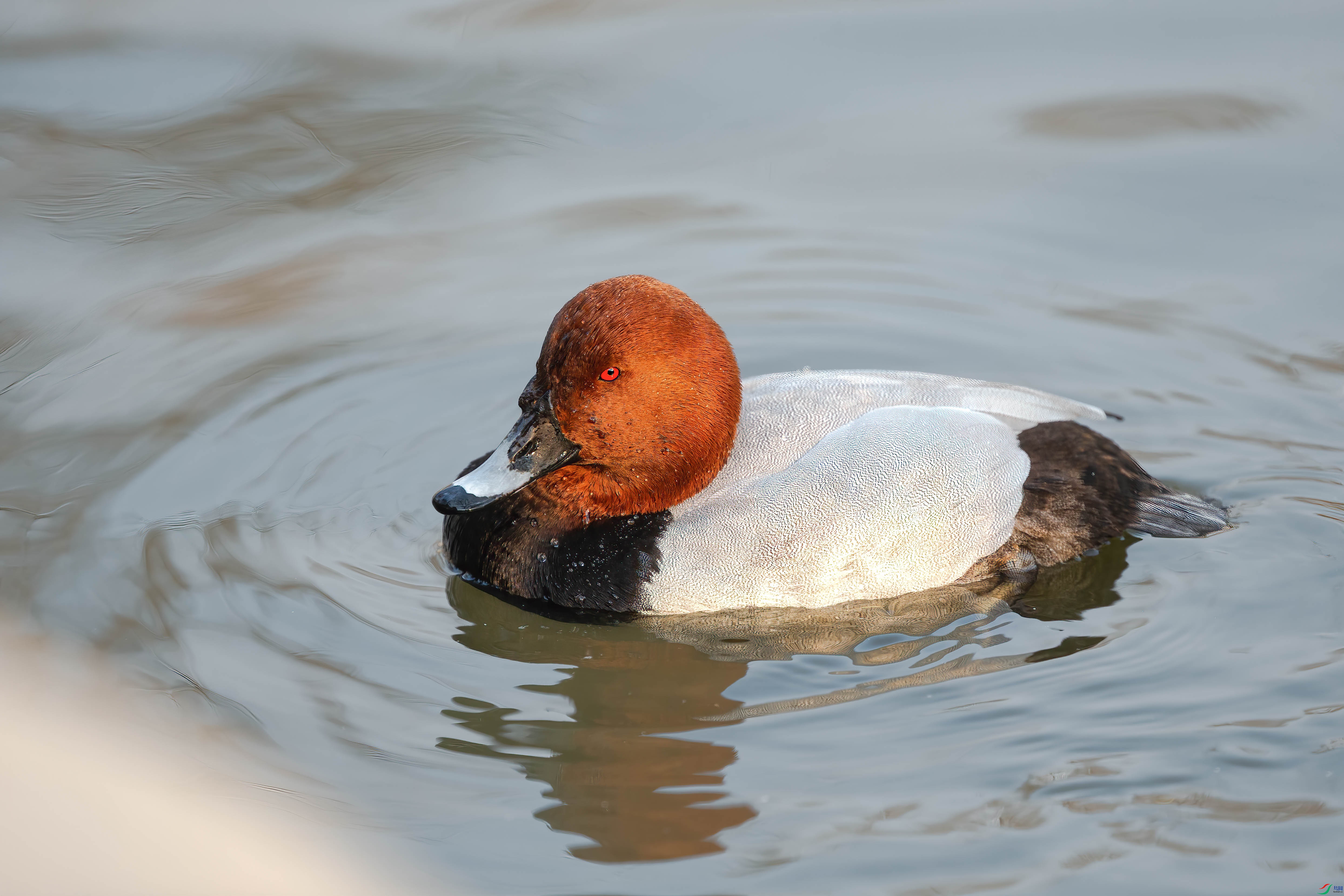 AQ4P4321-1.jpg