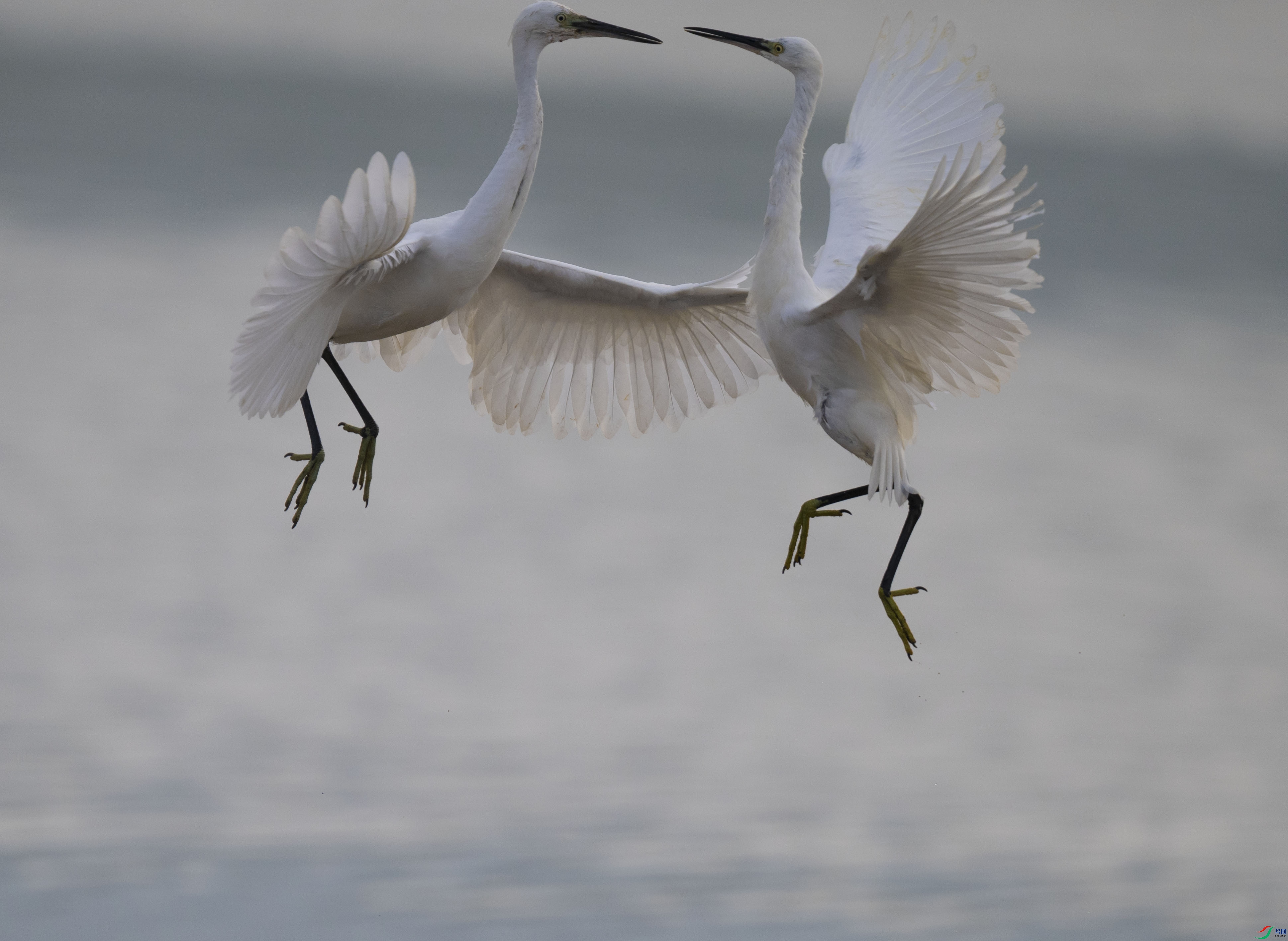 DSC_7203.jpg