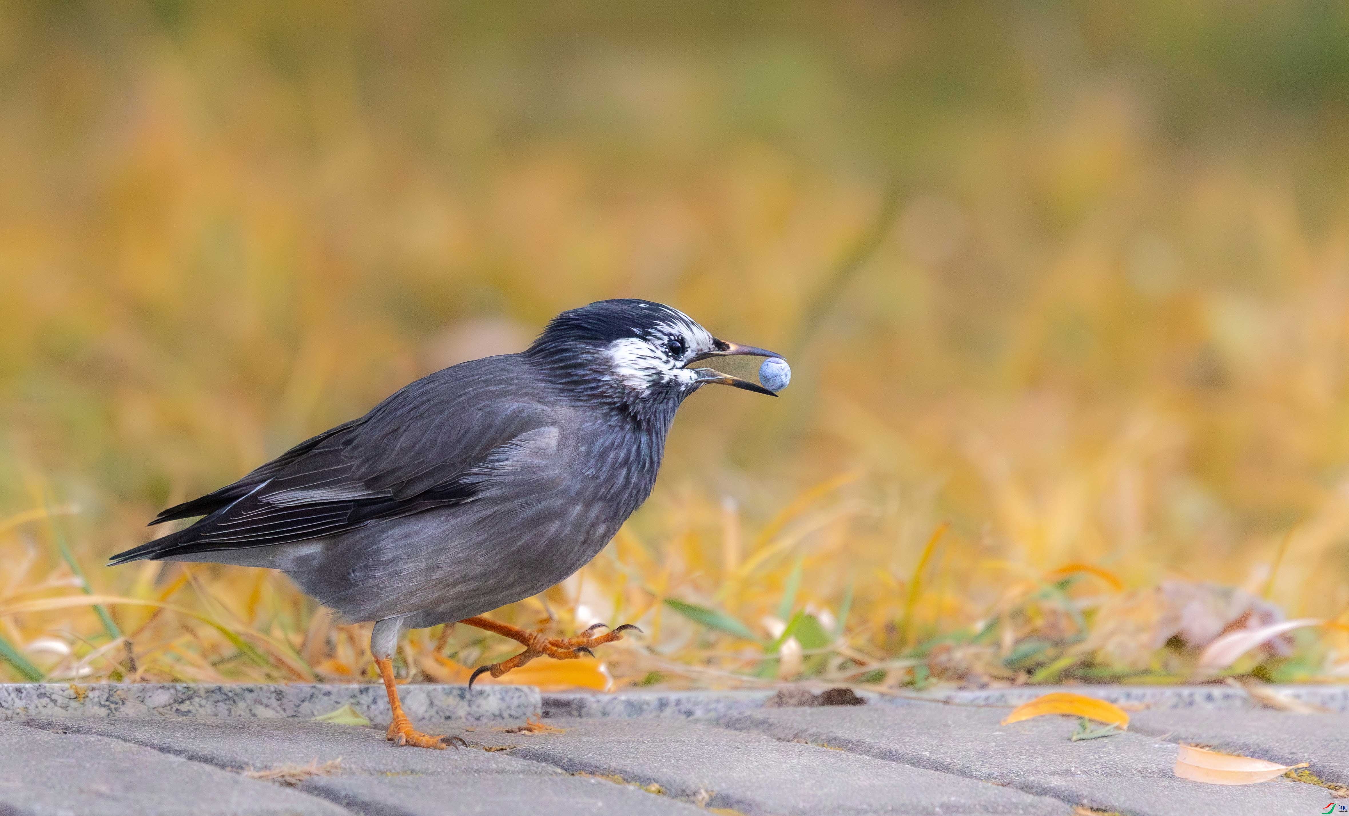 5N2A5232-1 ���� 2.jpg