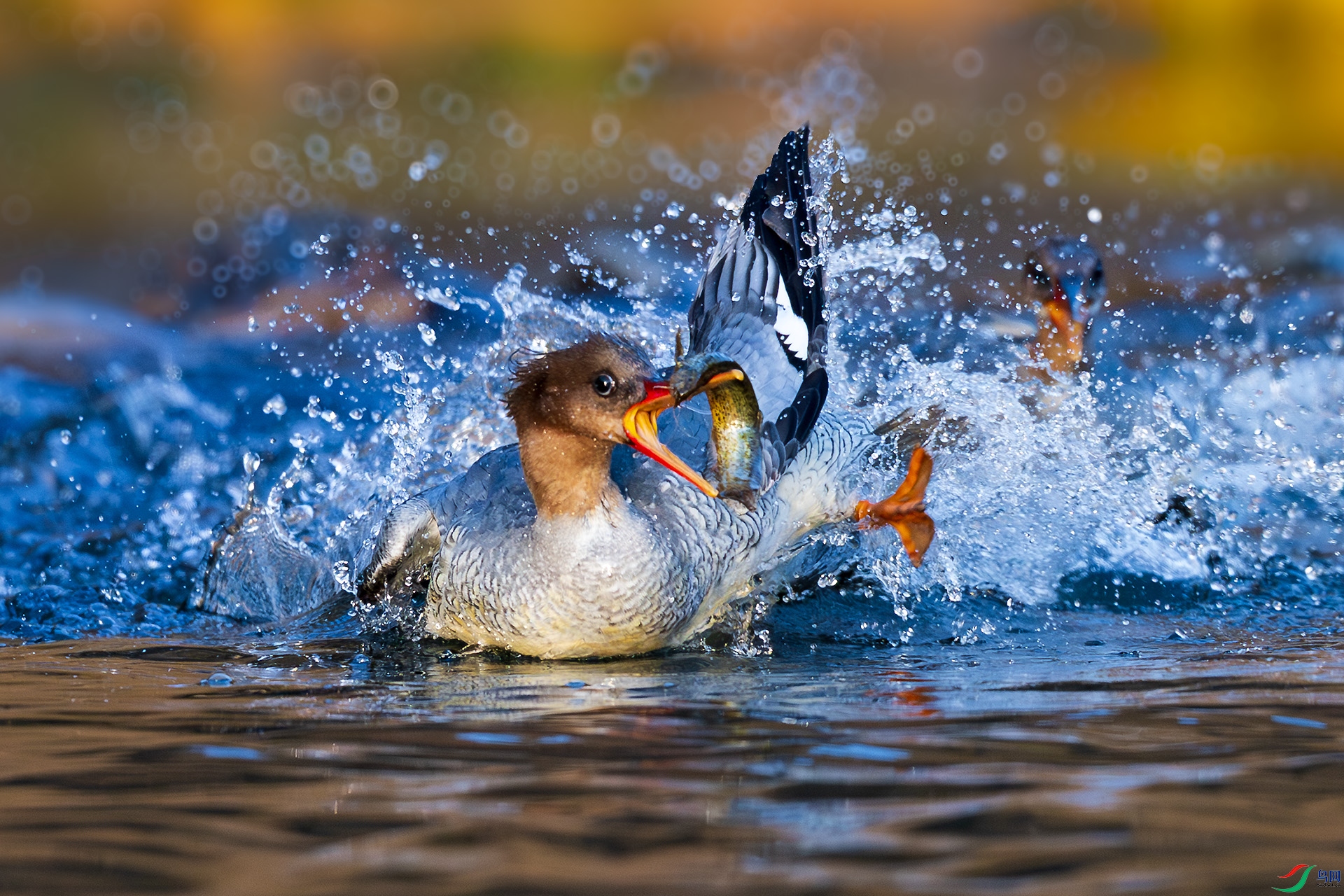 _F9A9397 ����.jpg