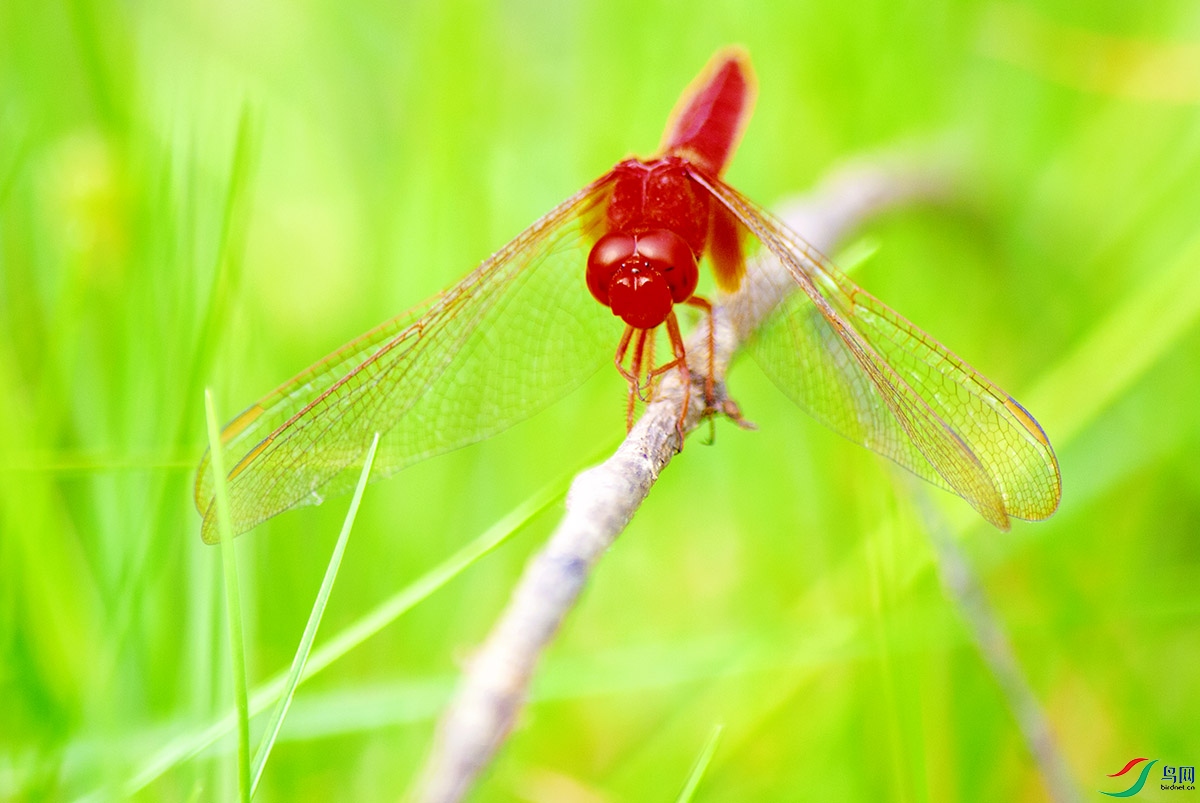 DSC_4672-����ǿ.jpg