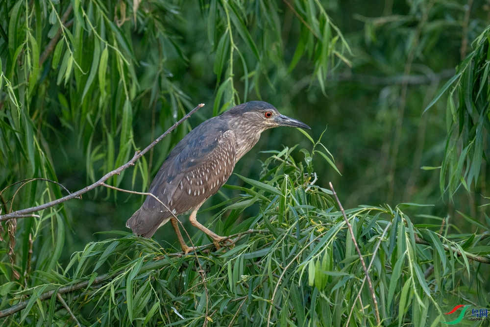 DSC_2711.jpg