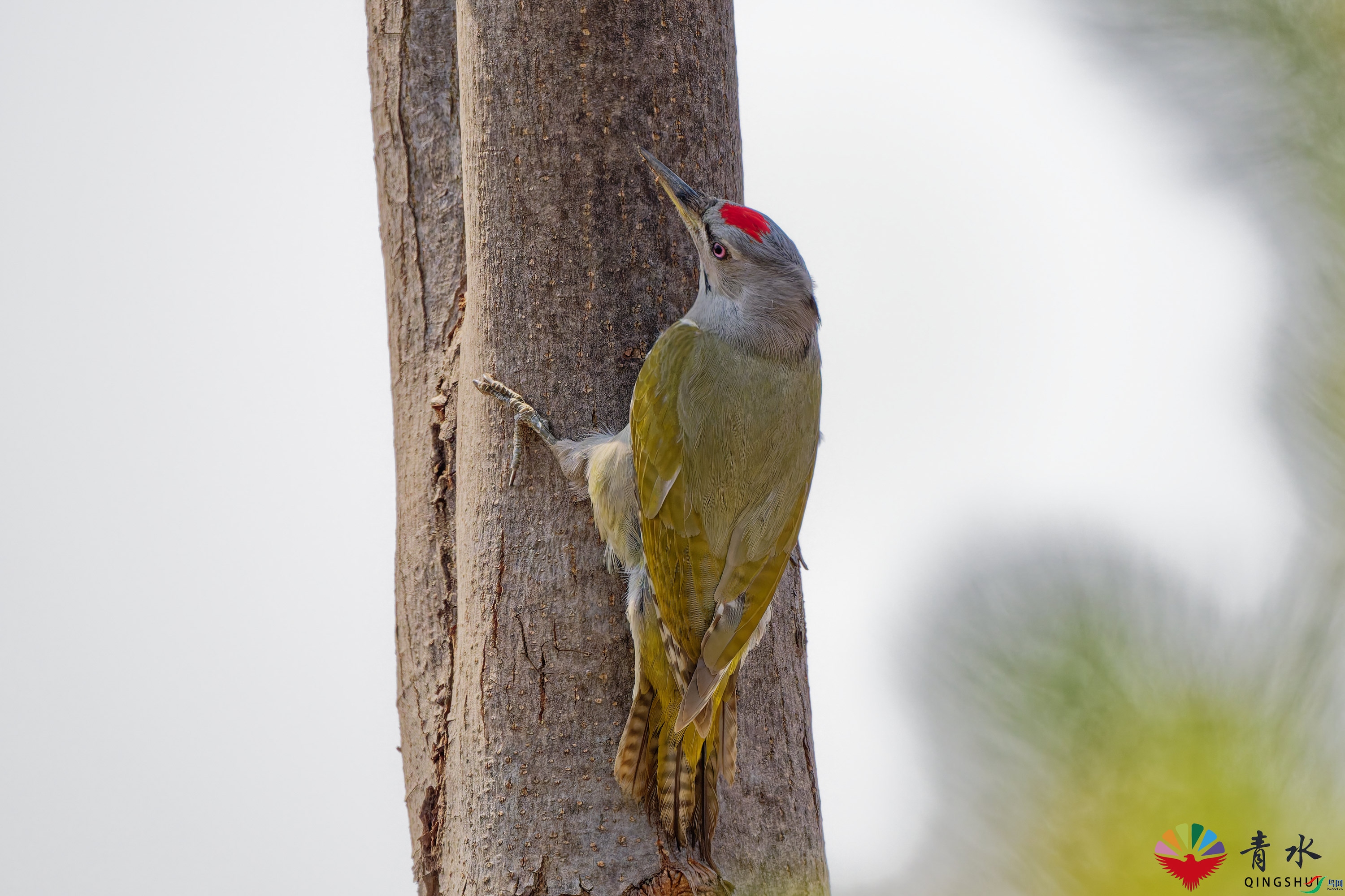 DSC_7176.jpg