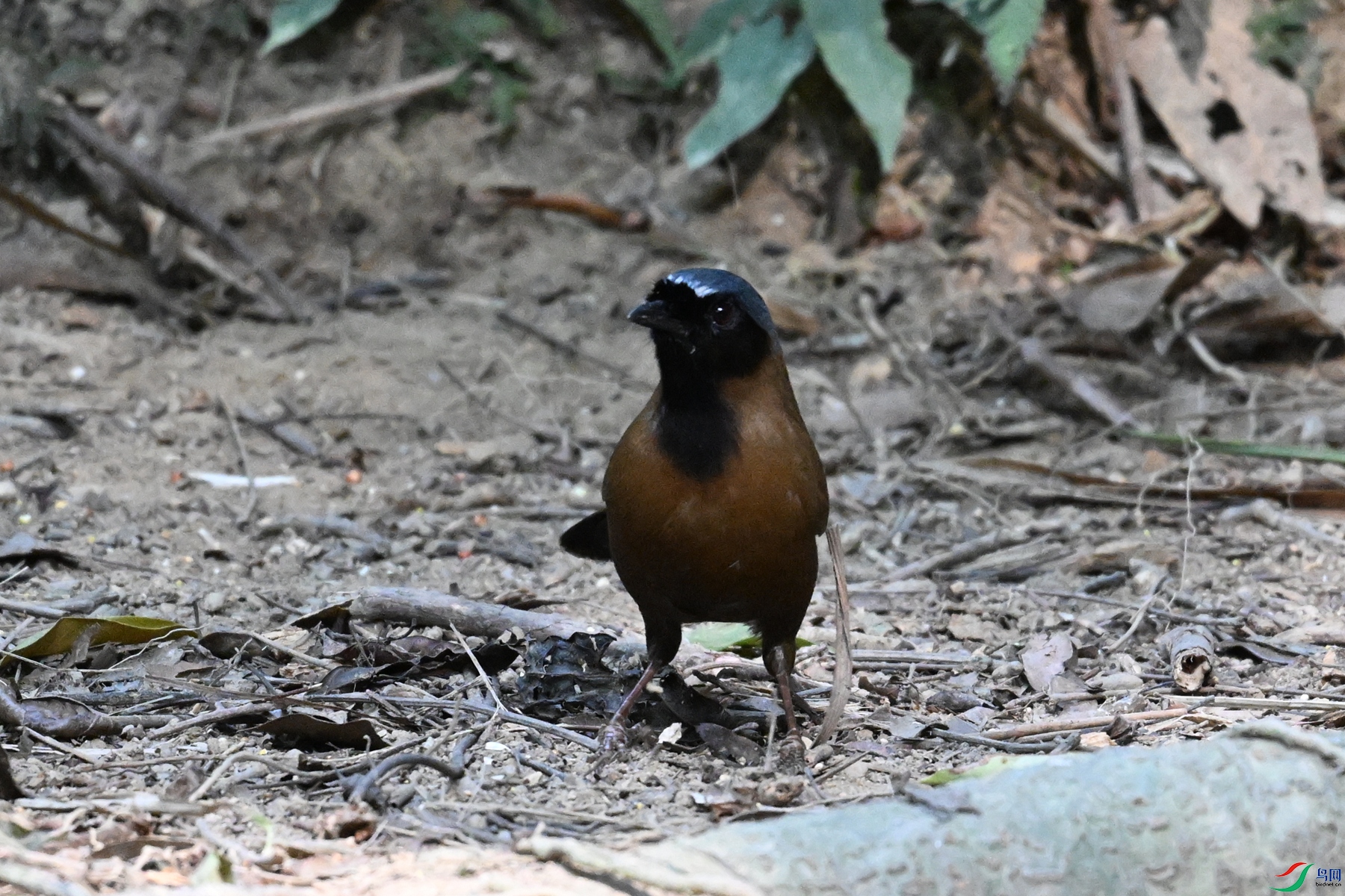 DSC_7196.JPG