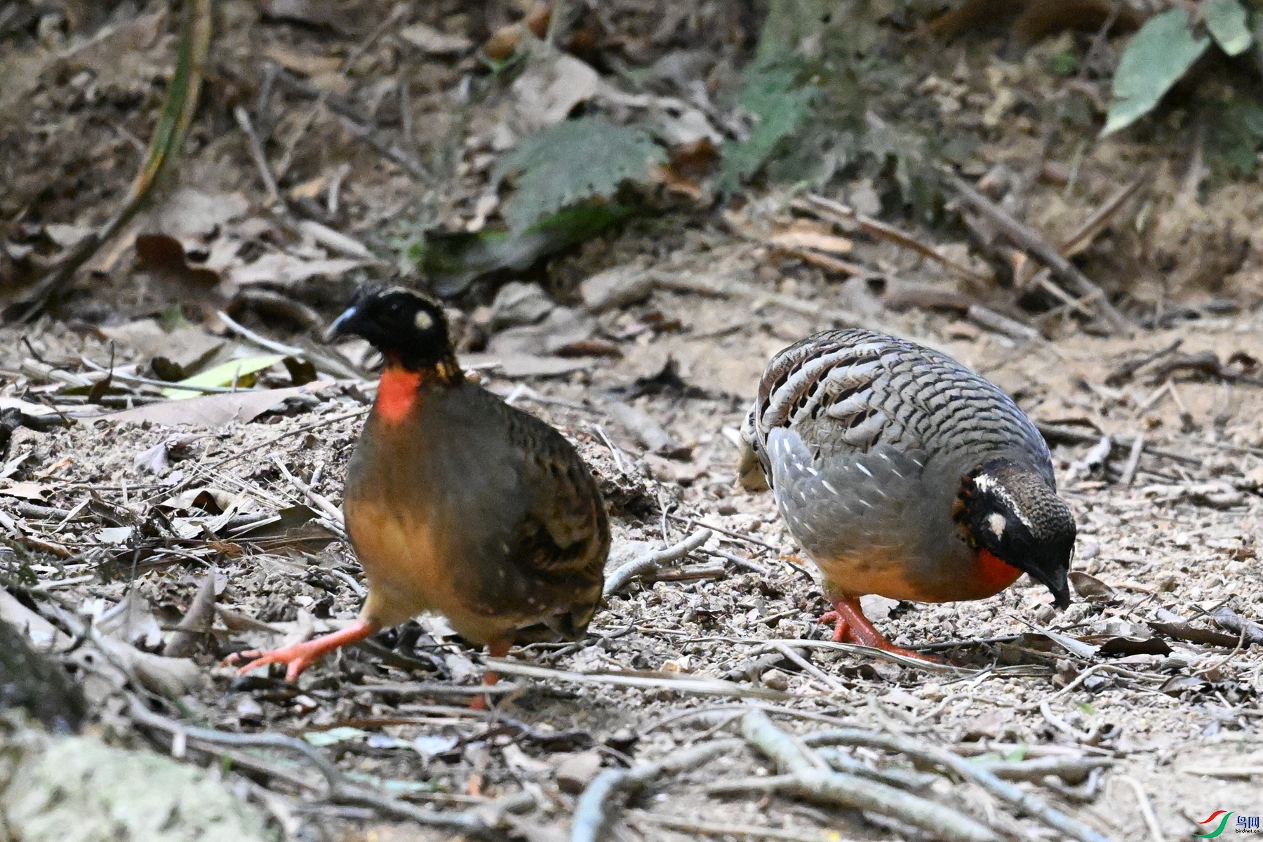 DSC_7355.JPG
