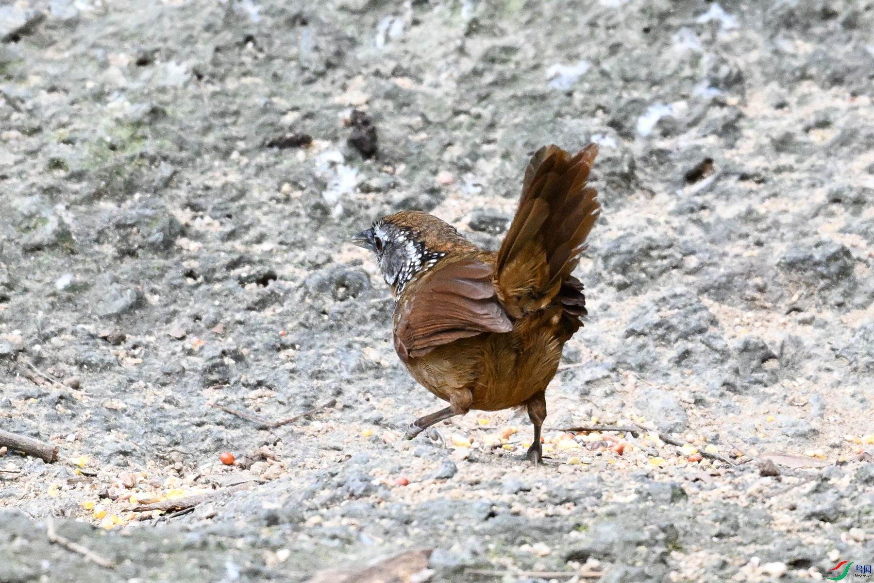 DSC_7225.JPG