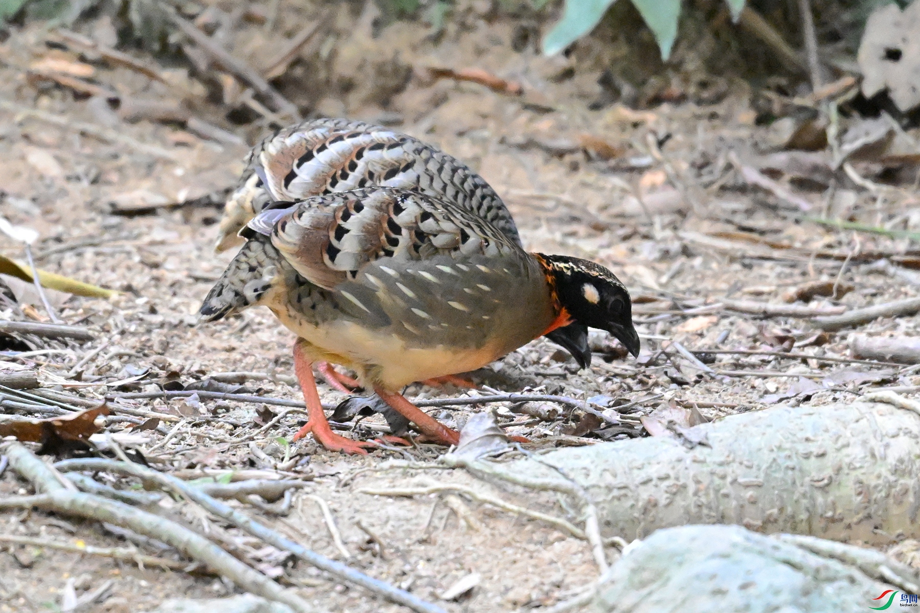 DSC_7362.JPG