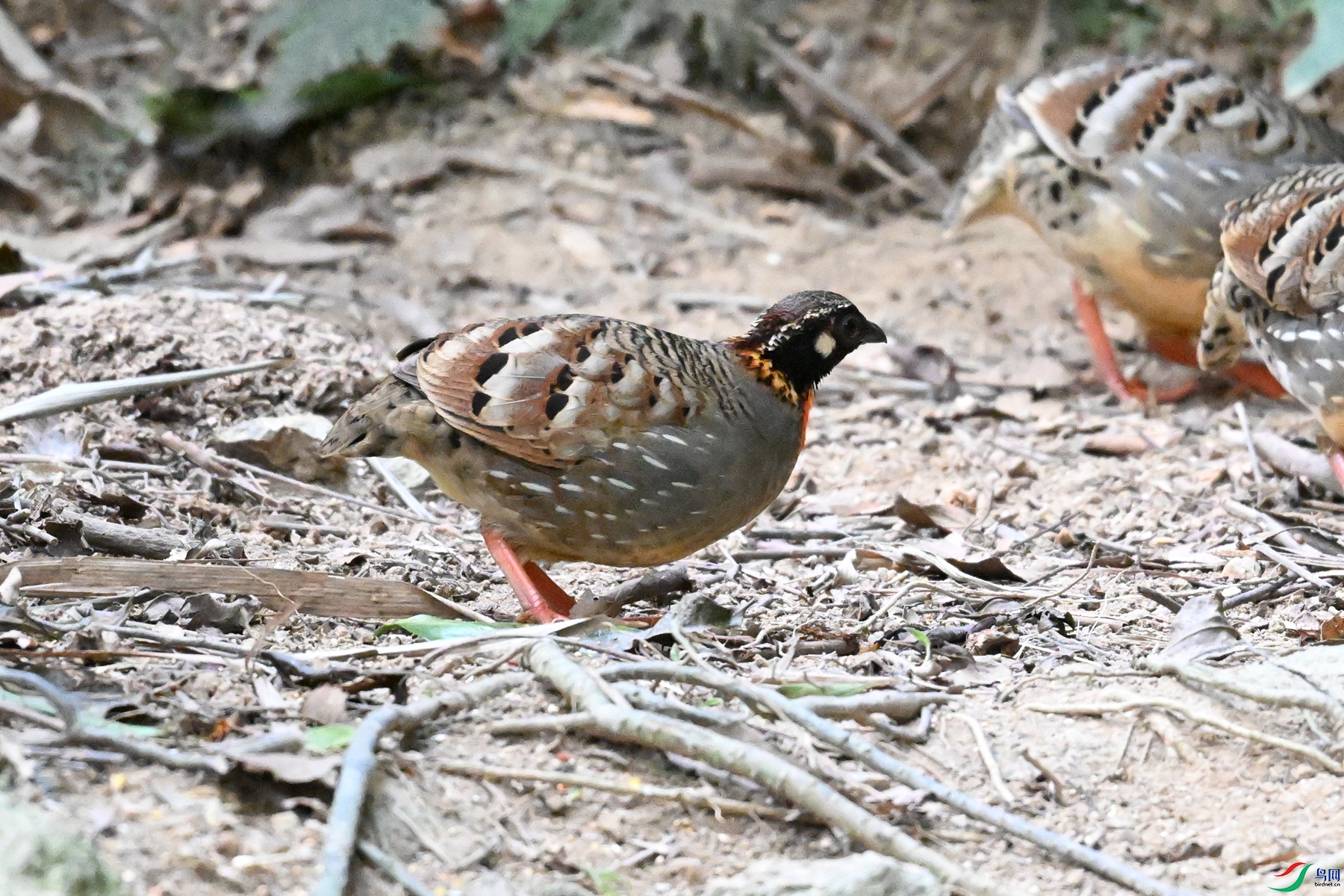 DSC_7300.JPG