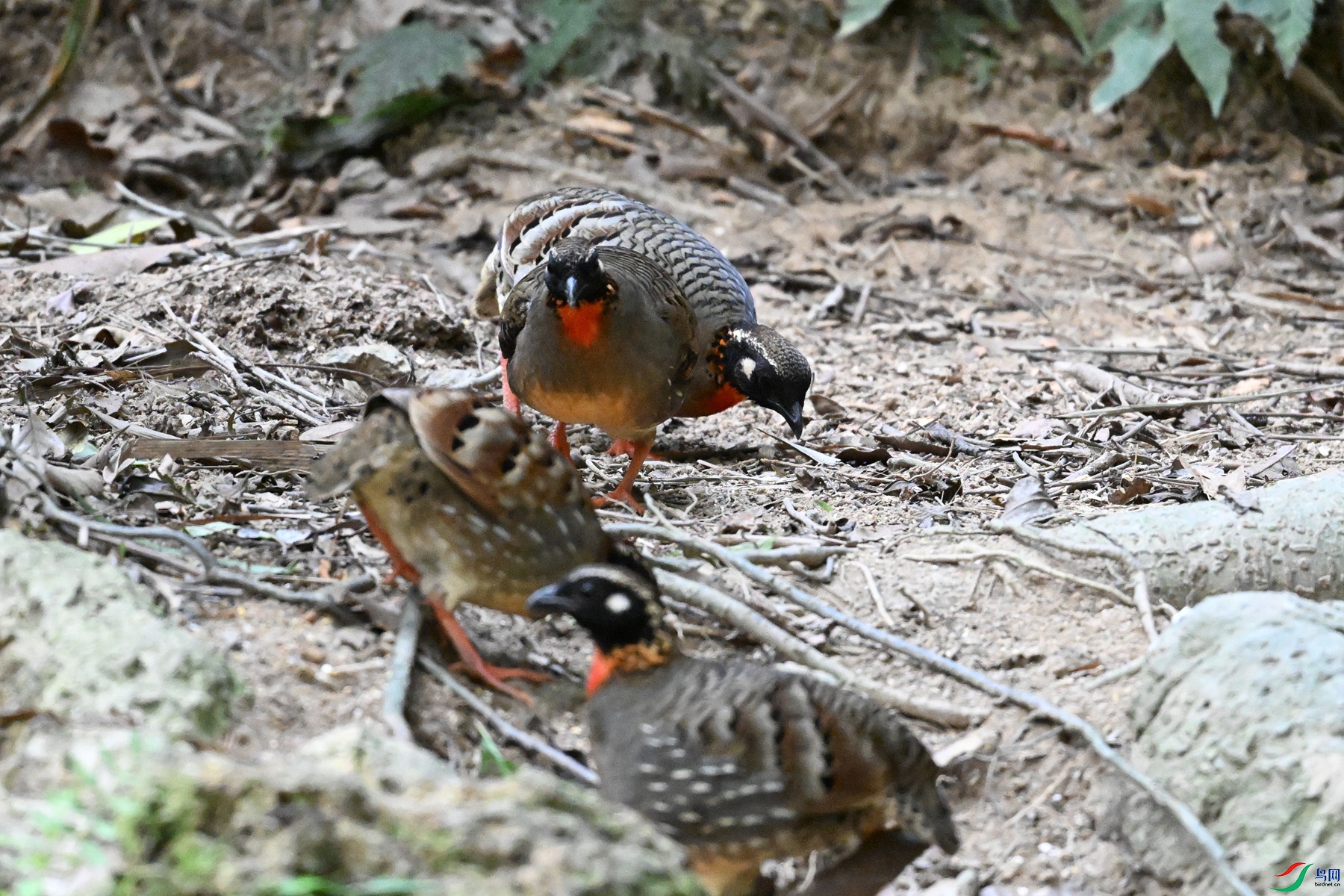 DSC_7352.JPG