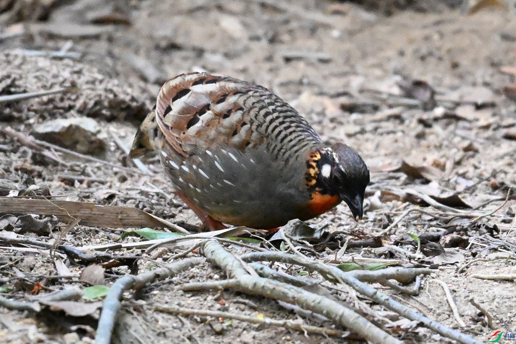 DSC_7303.JPG
