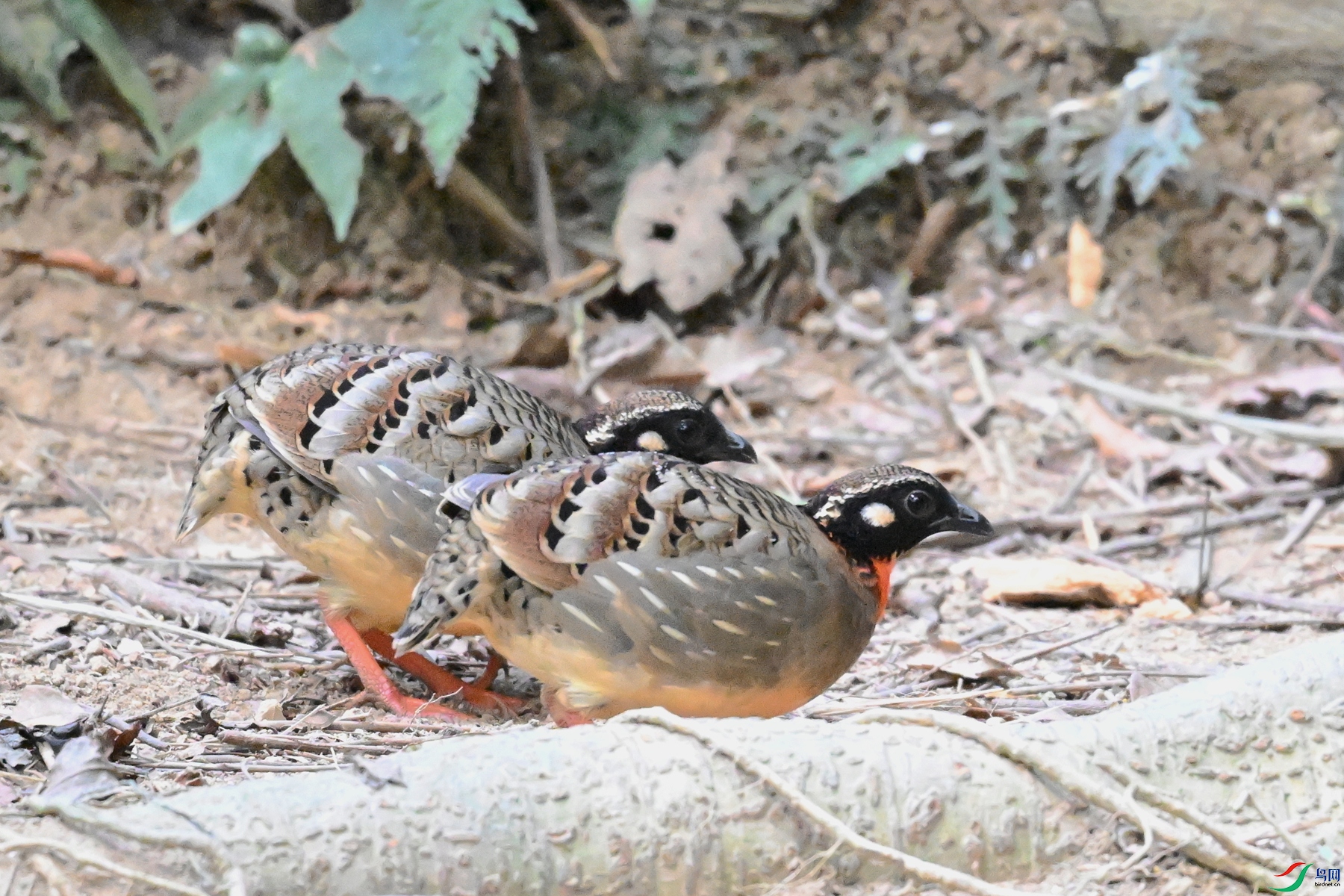 DSC_7365.JPG