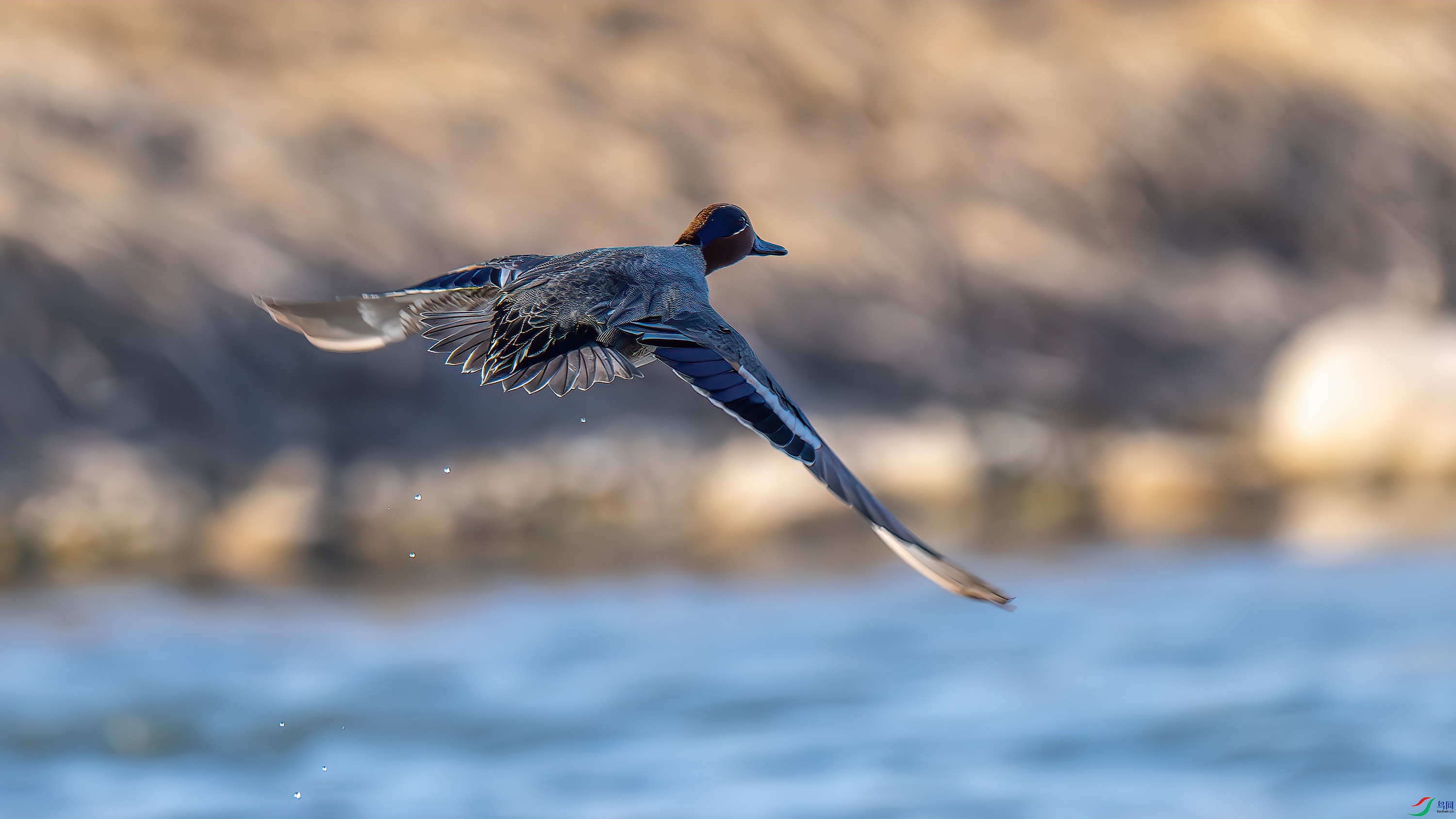 DSC_3484-����ǿ-NR.jpg