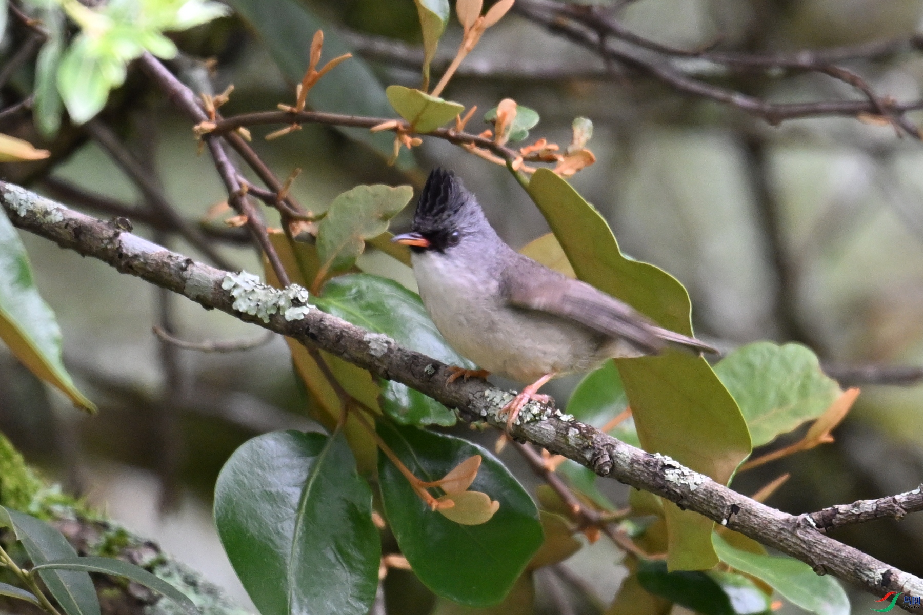 DSC_3285.JPG
