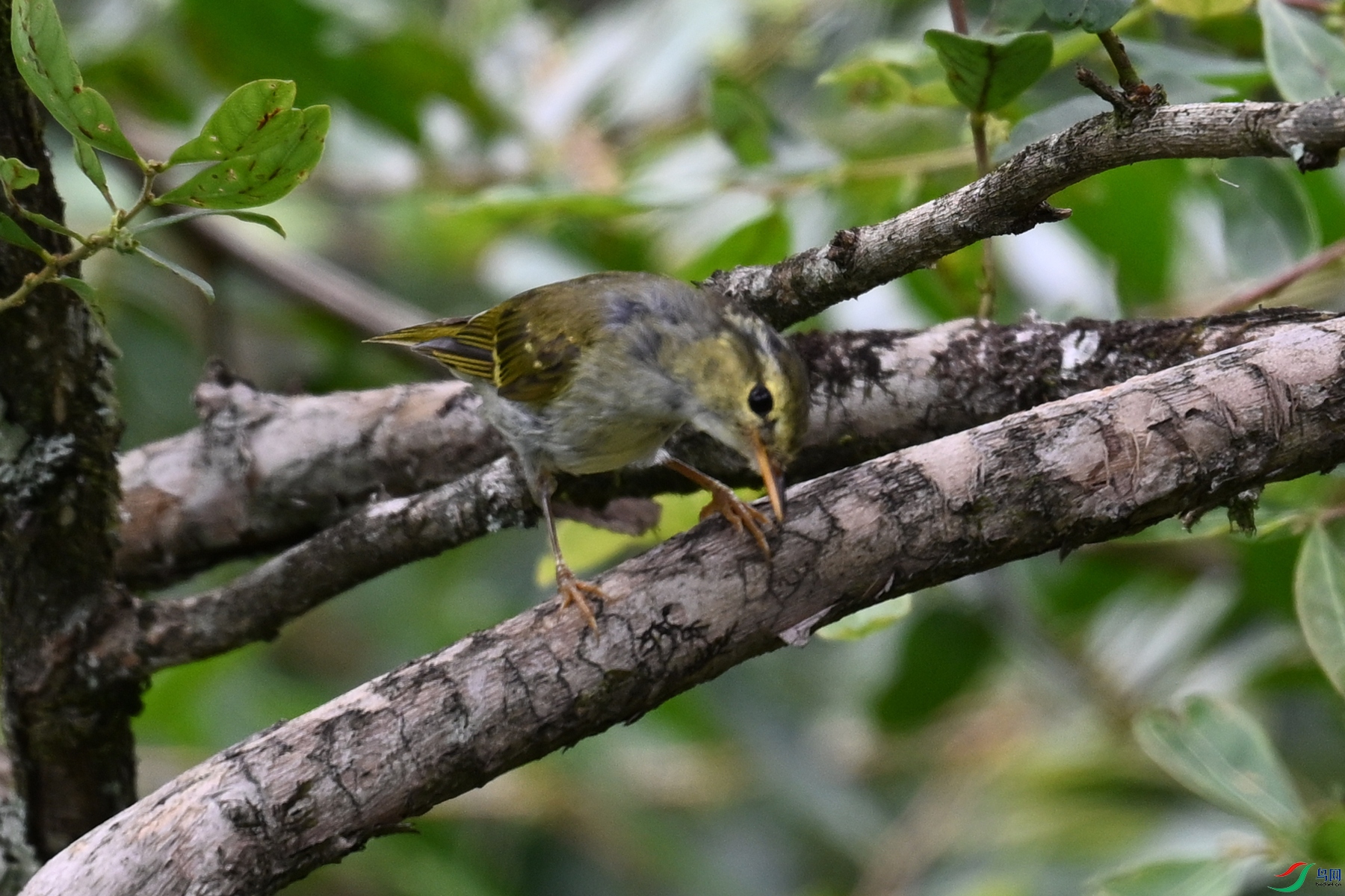 DSC_3333.JPG
