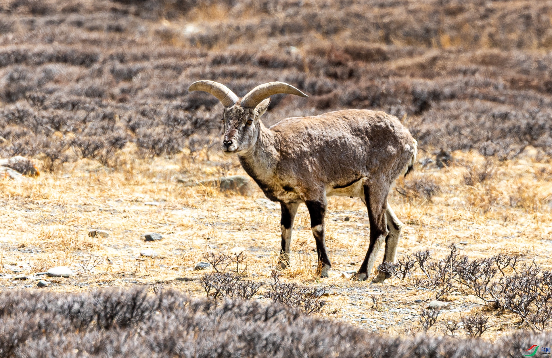 066A3926 ����.jpg