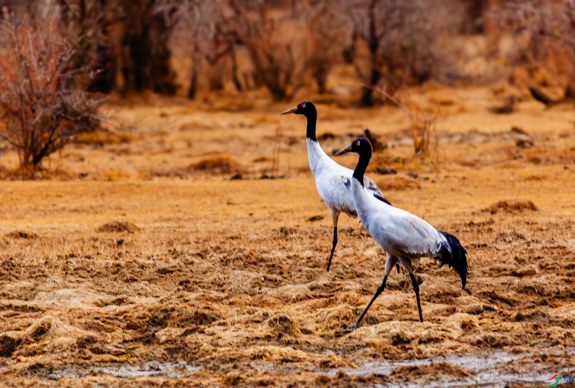 1J9A3942-����ǿ-NR ����bb.jpg