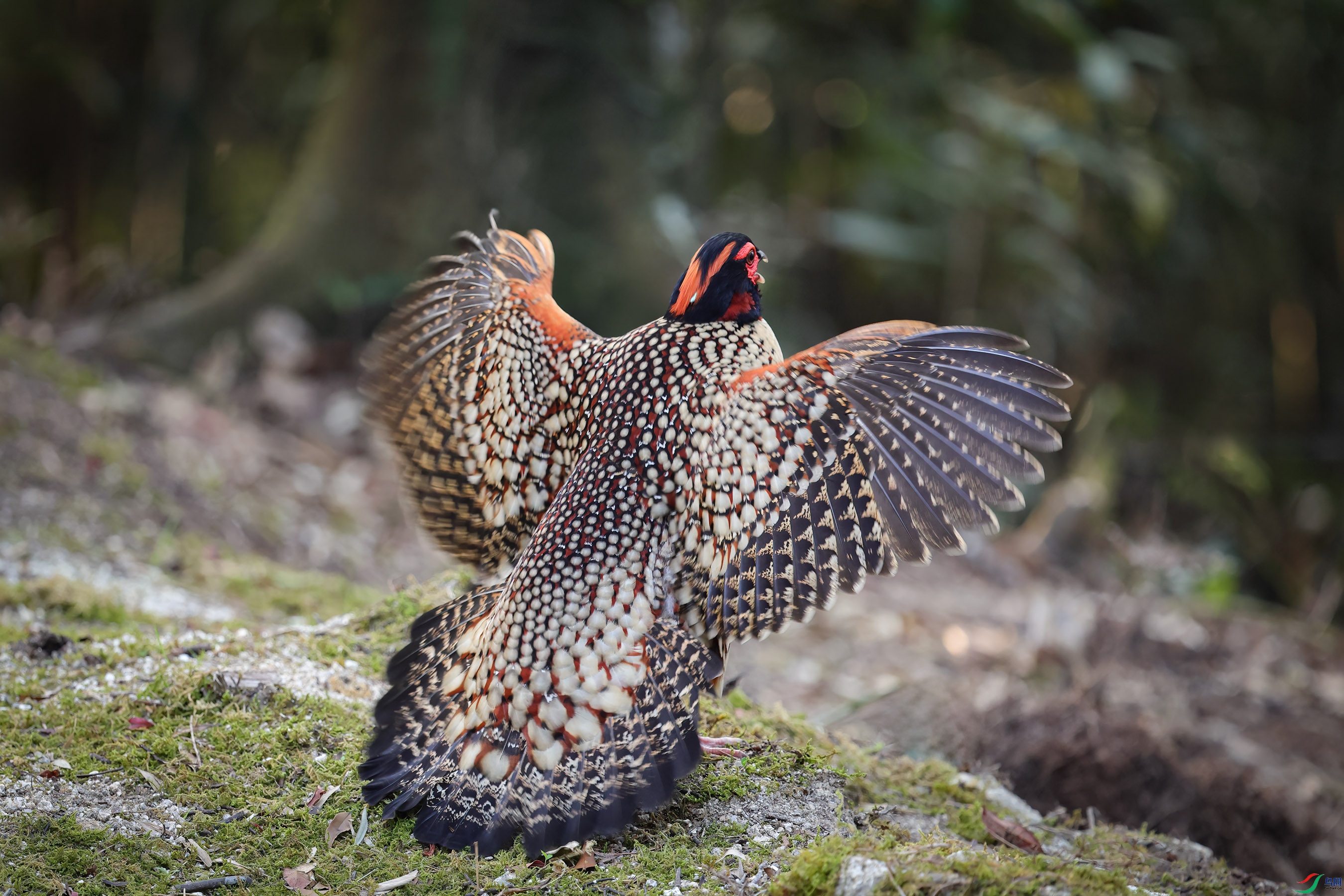 _E8A7577 ����w.jpg