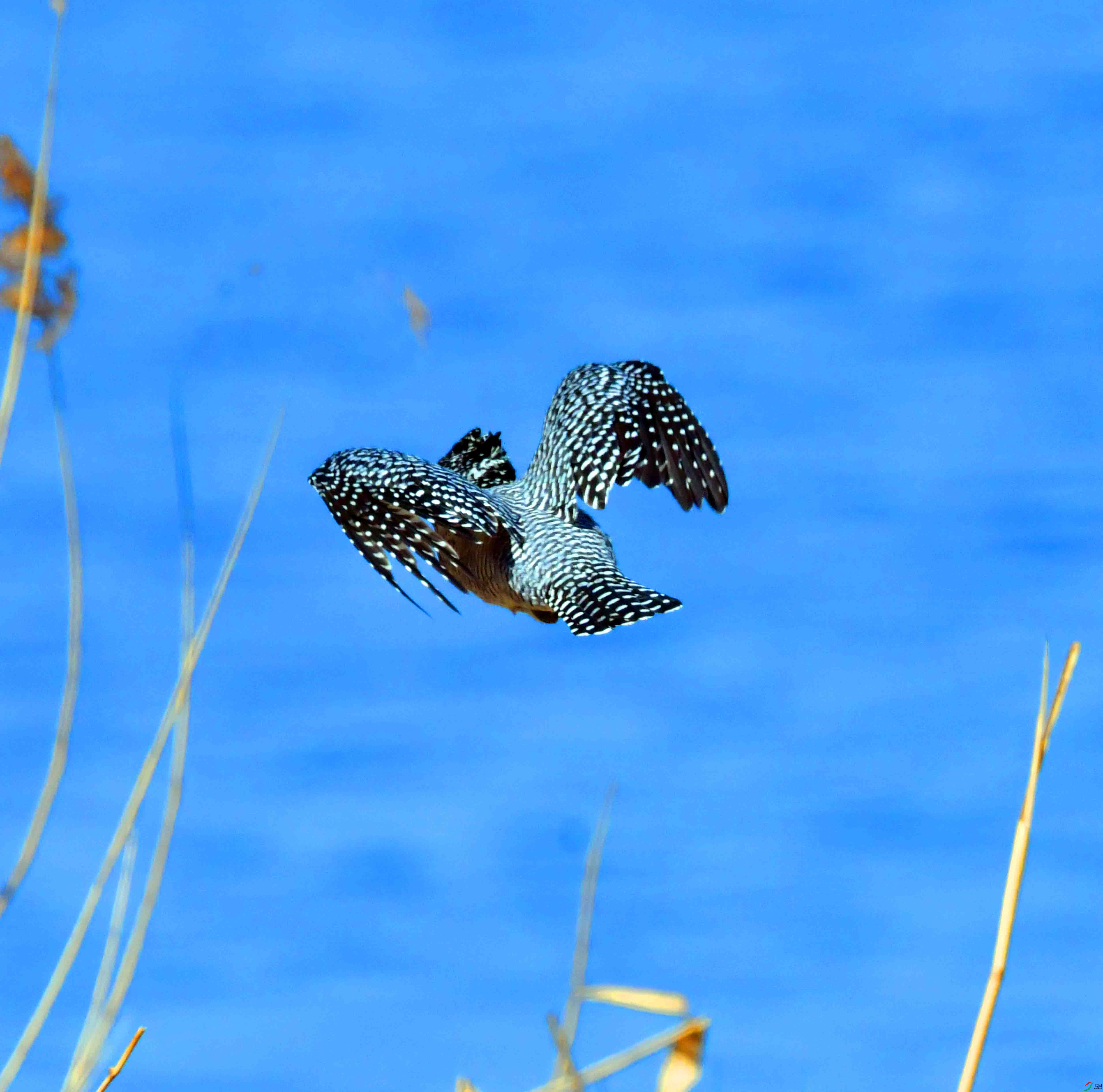 DSC_5162.JPG
