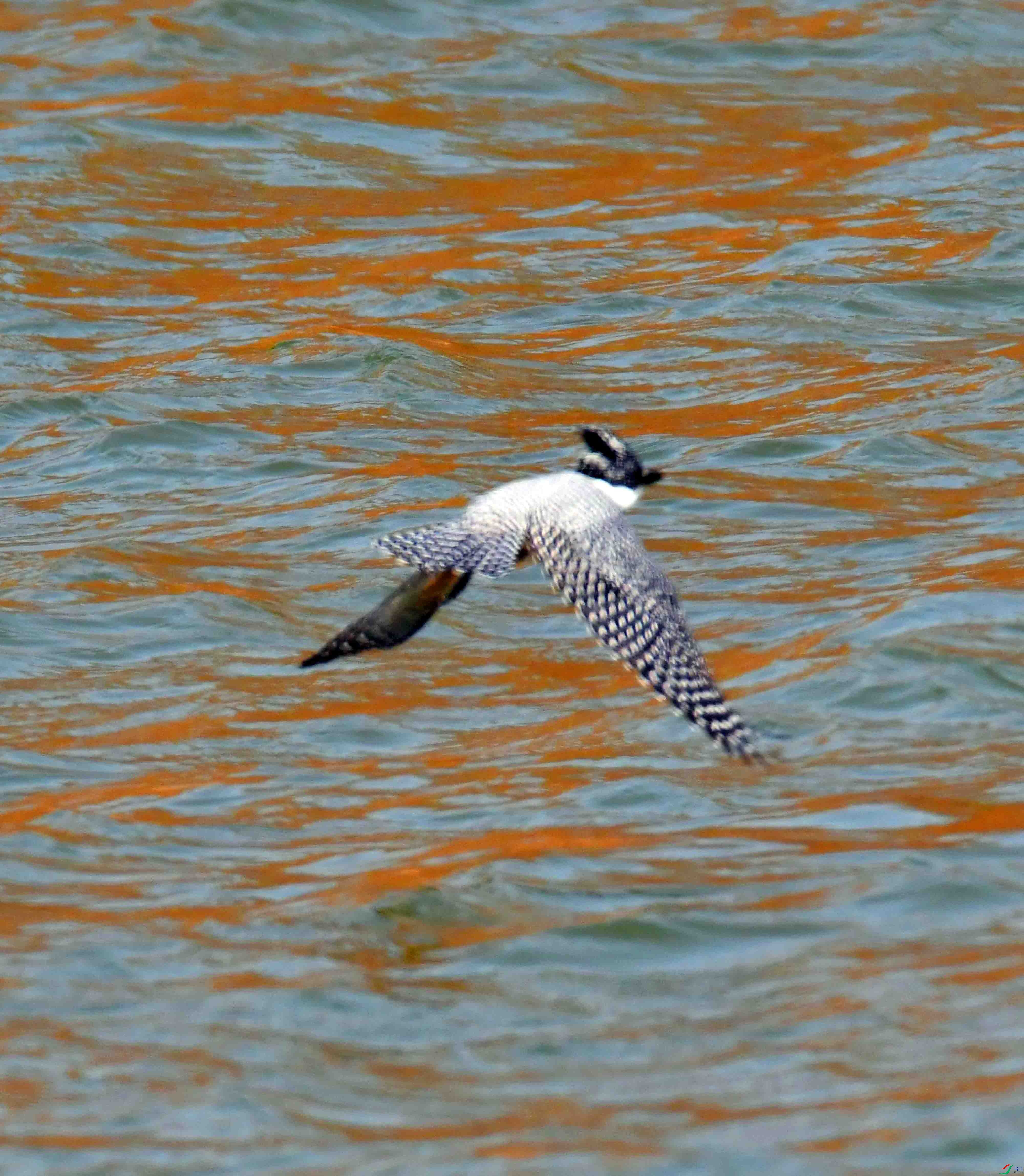 DSC_6232.JPG