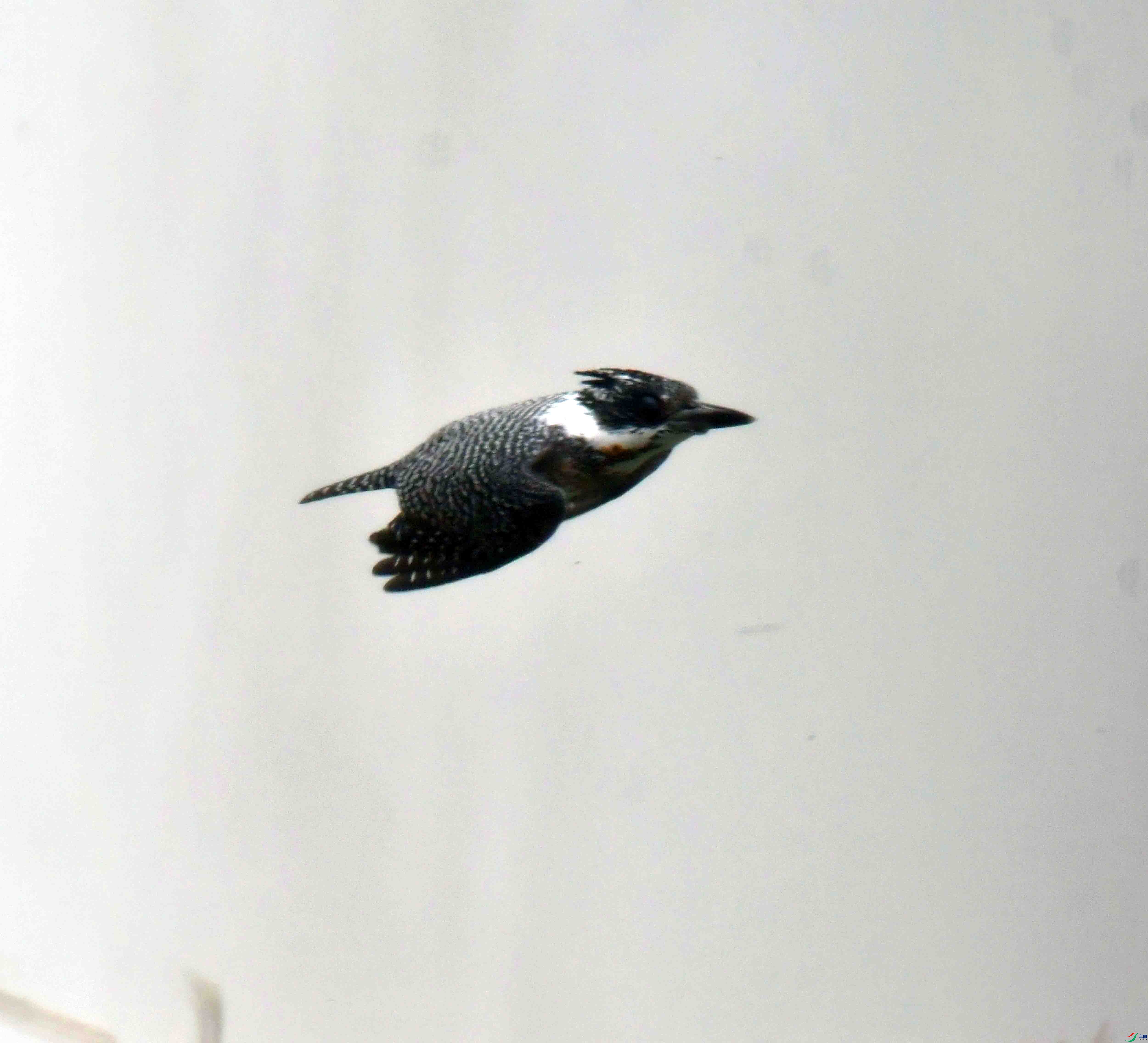 DSC_6244.JPG