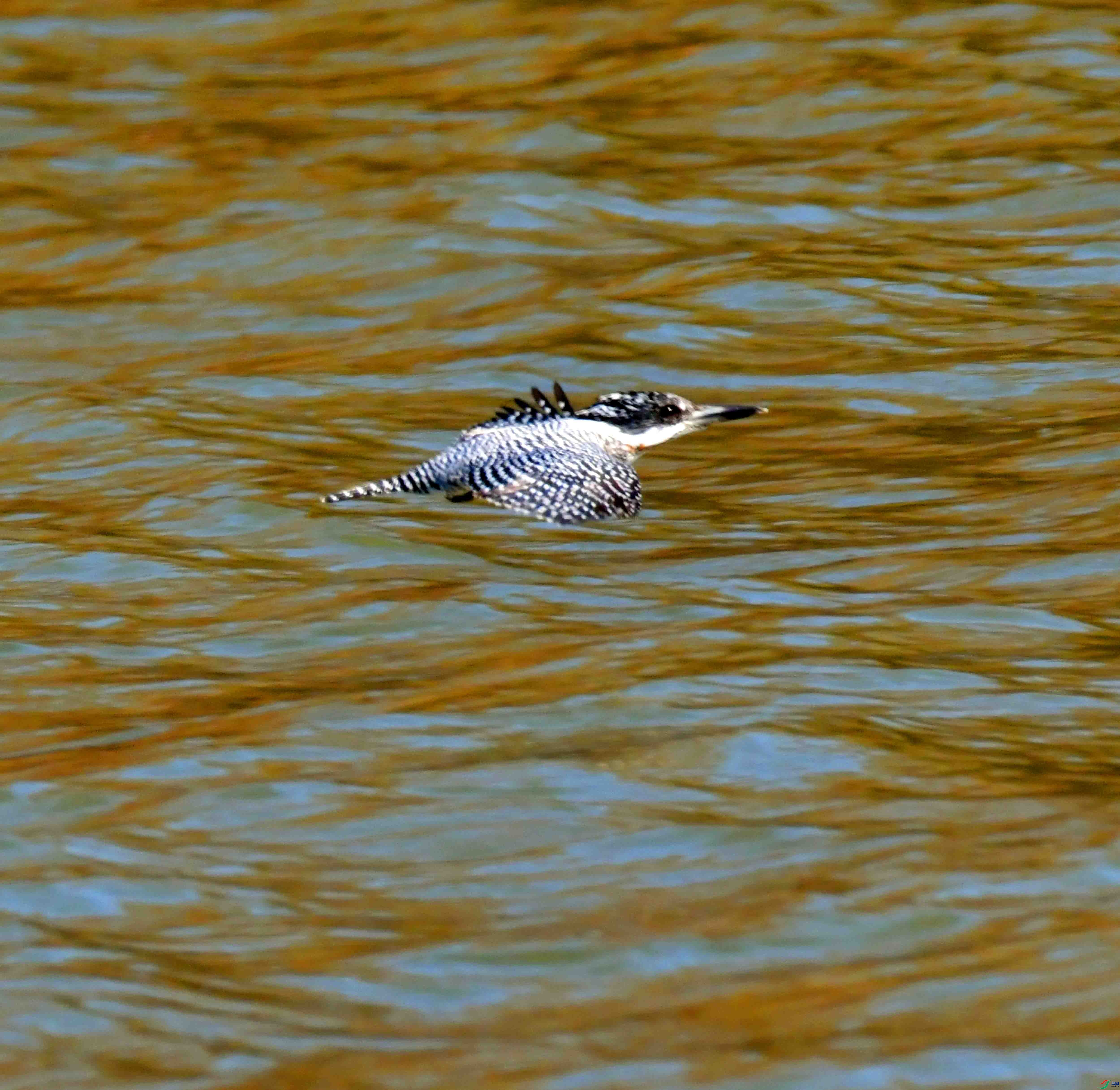 DSC_6747.JPG