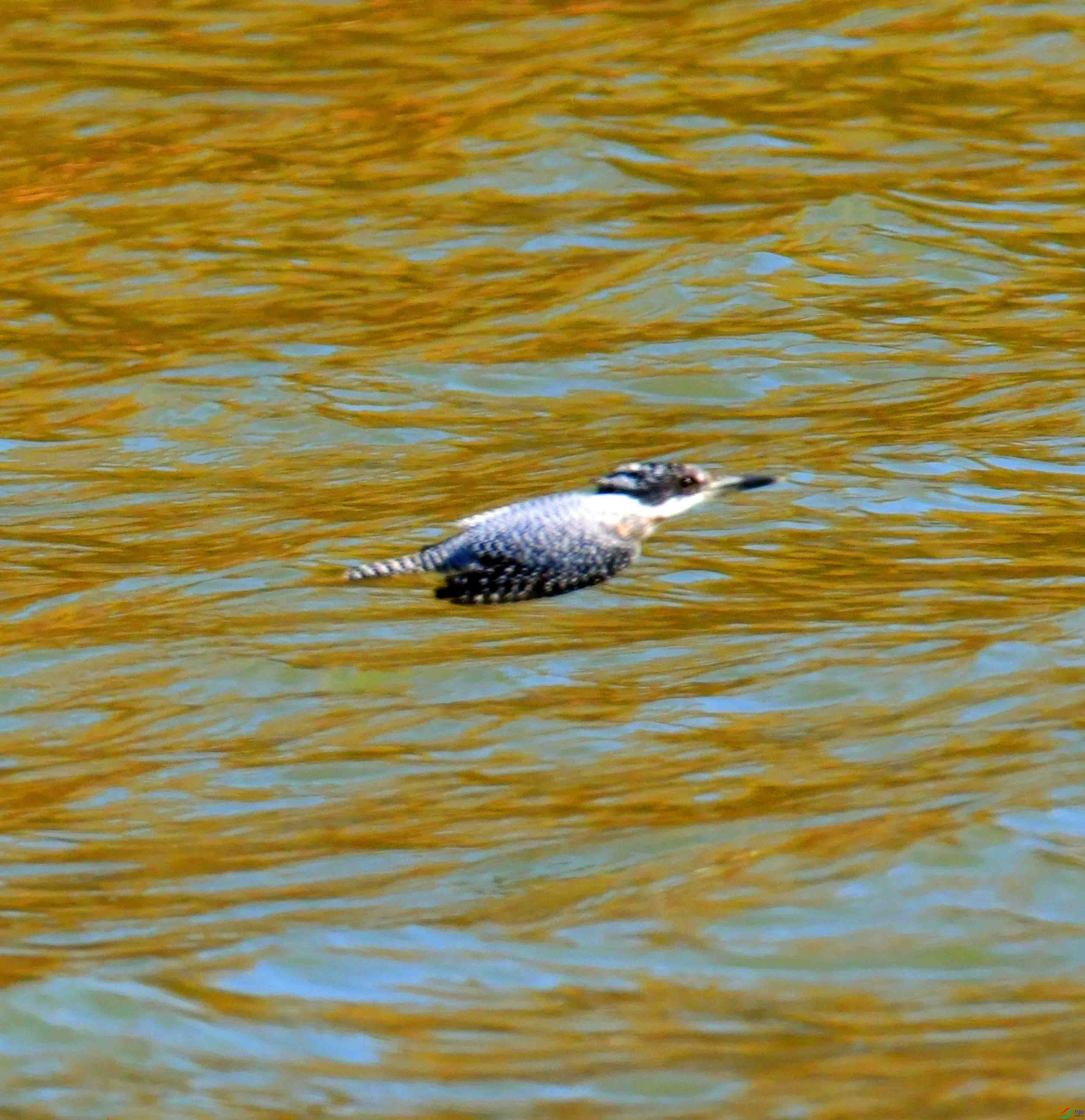 DSC_6748.JPG