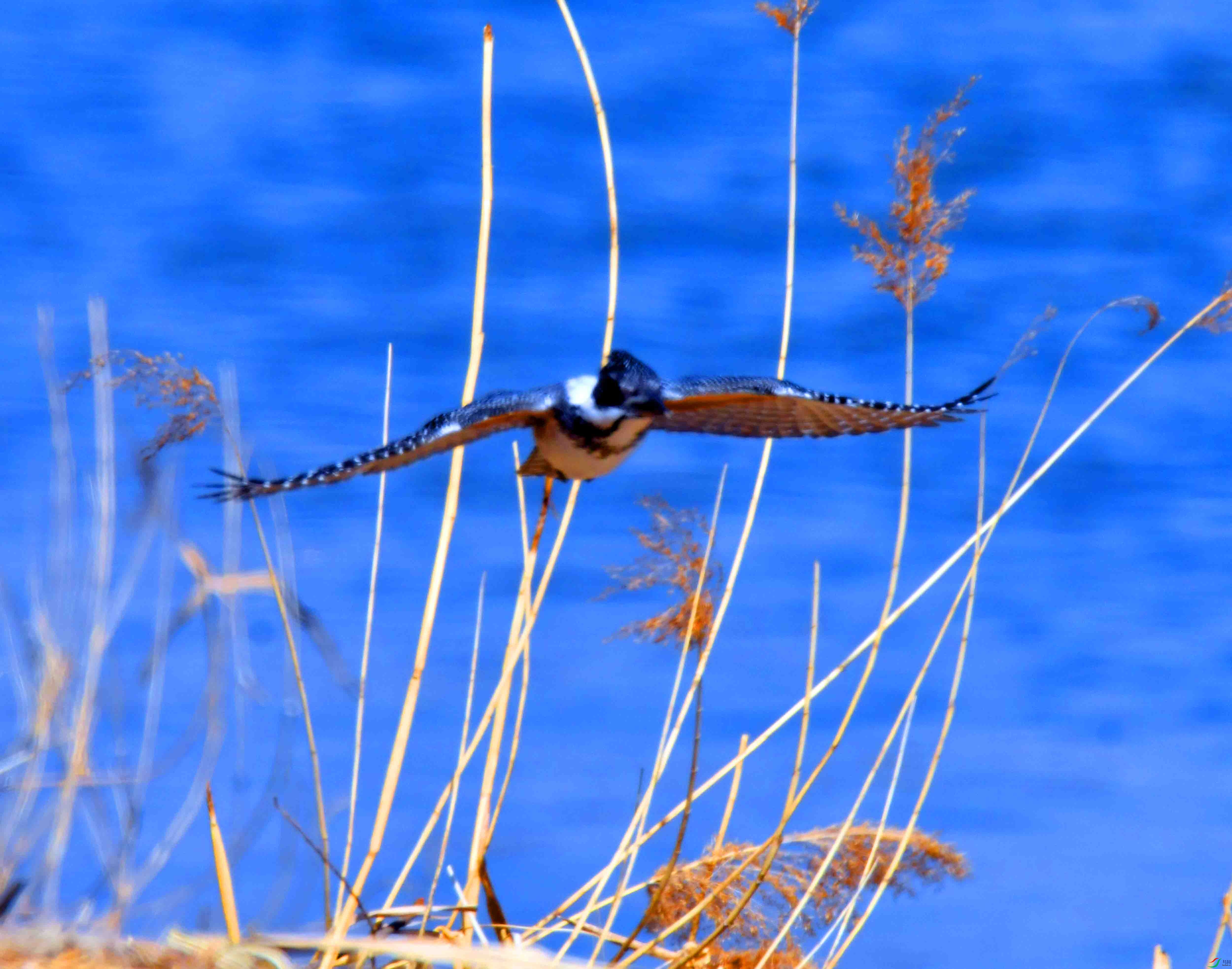 DSC_6797.JPG