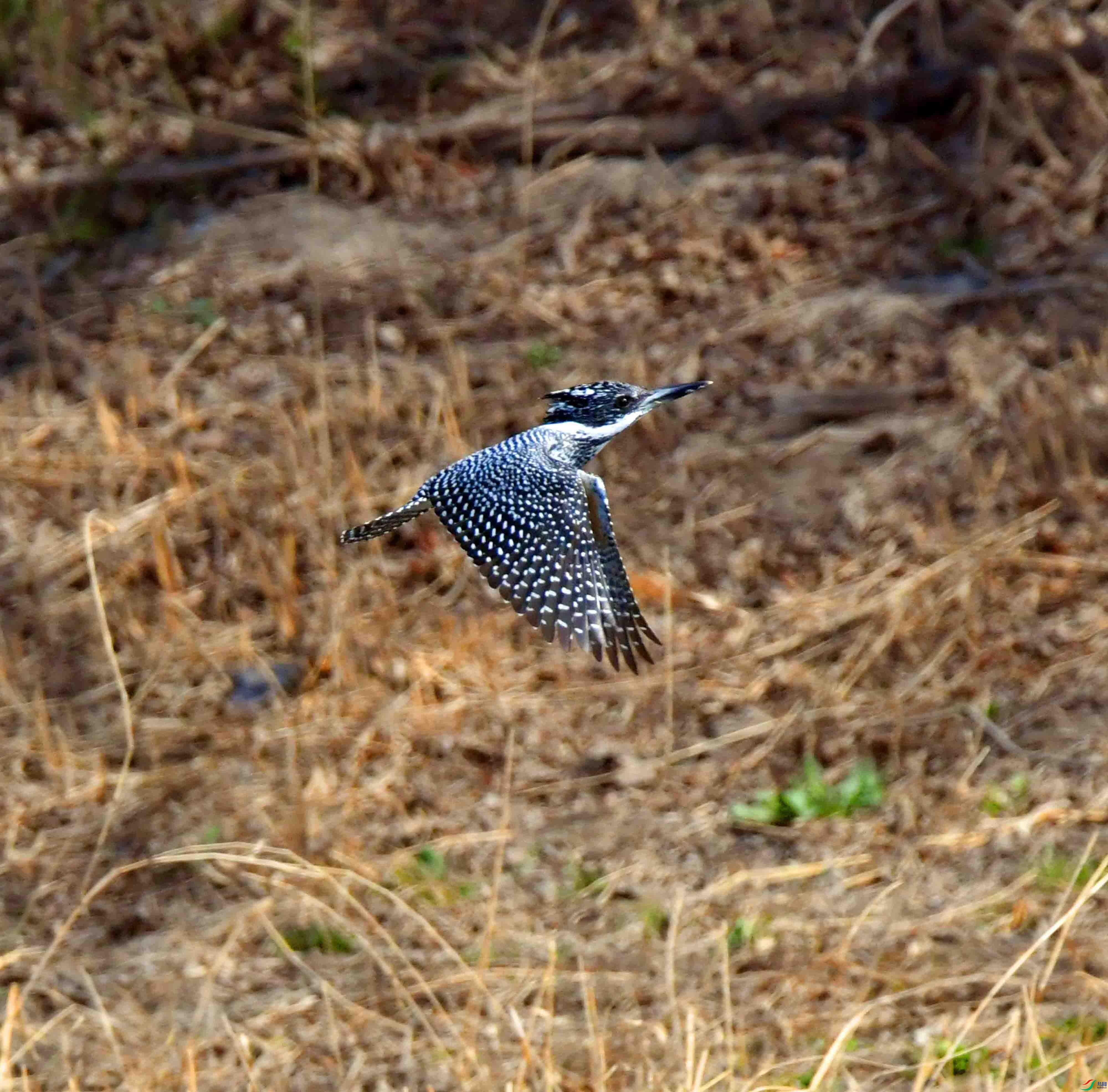 DSC_8636.JPG